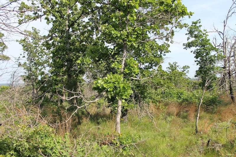 Indian Ridge – Phase II Tract 46 photo 9