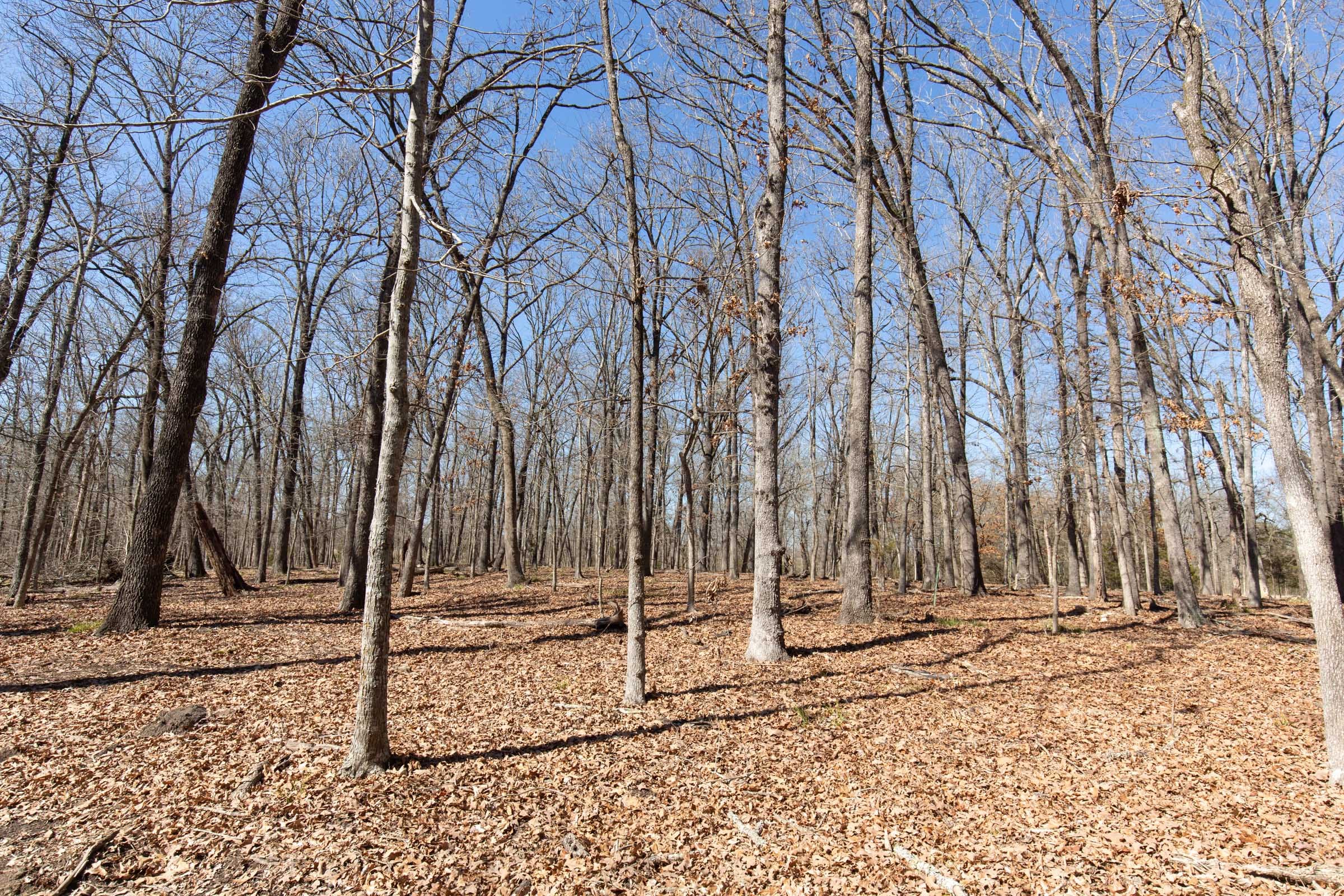Wishing Star Ranch Tract 30 photo 17