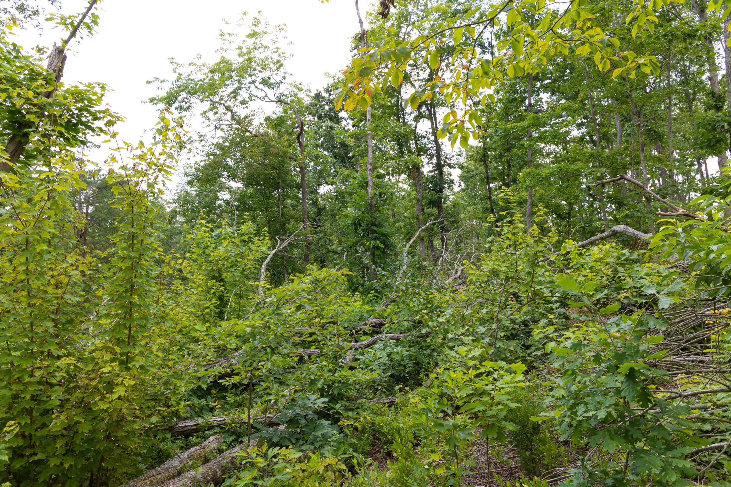 Creek Hollow Phase II Tract 68 photo 4