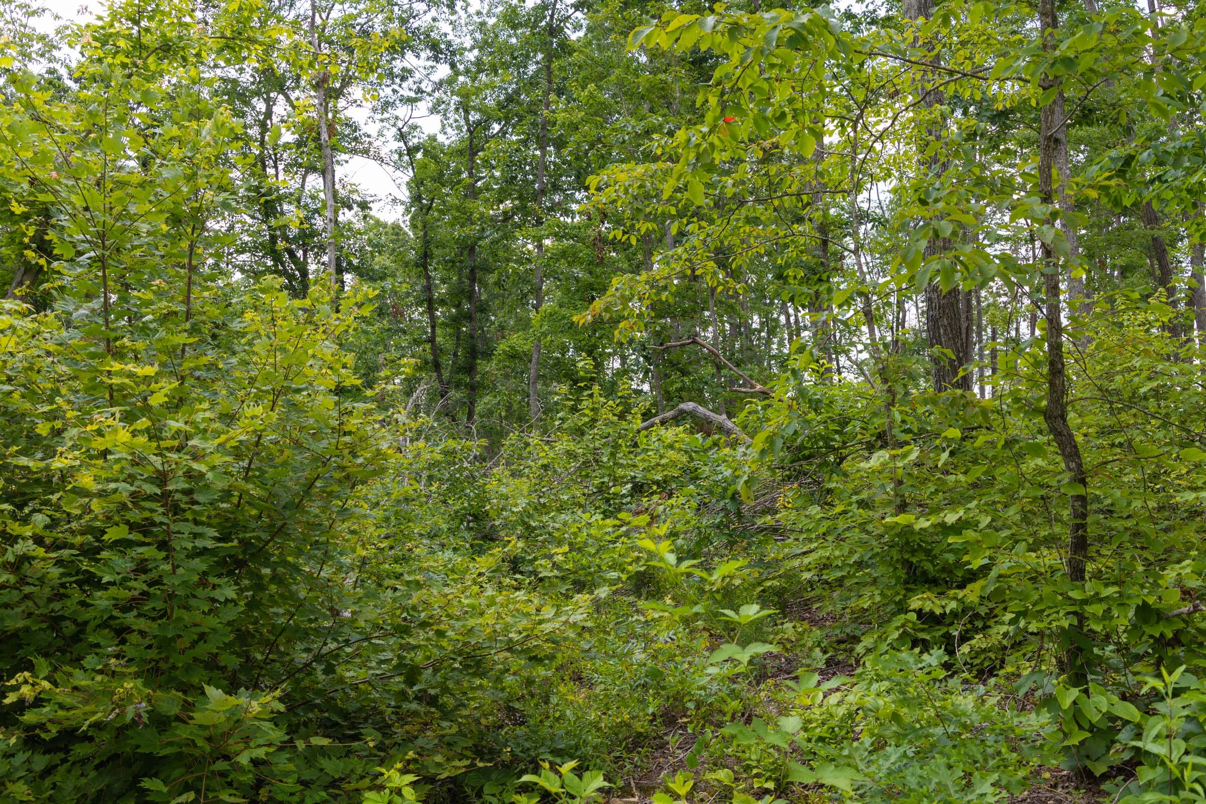 Creek Hollow Phase II Tract 68 photo 8