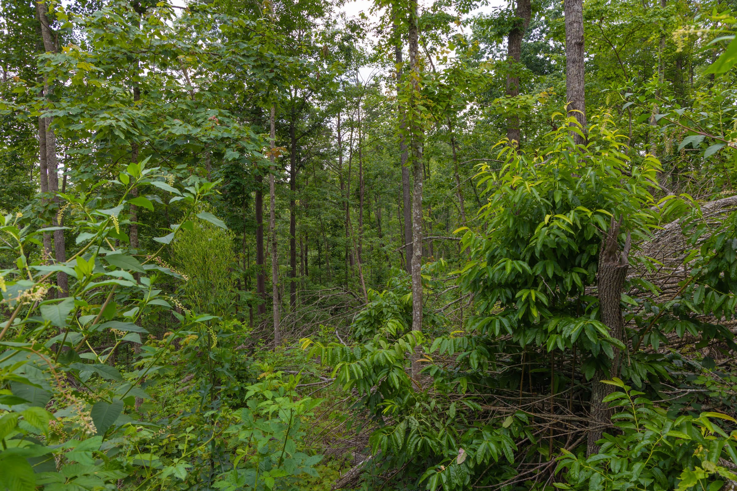 Creek Hollow Phase II Tract 68 photo 1