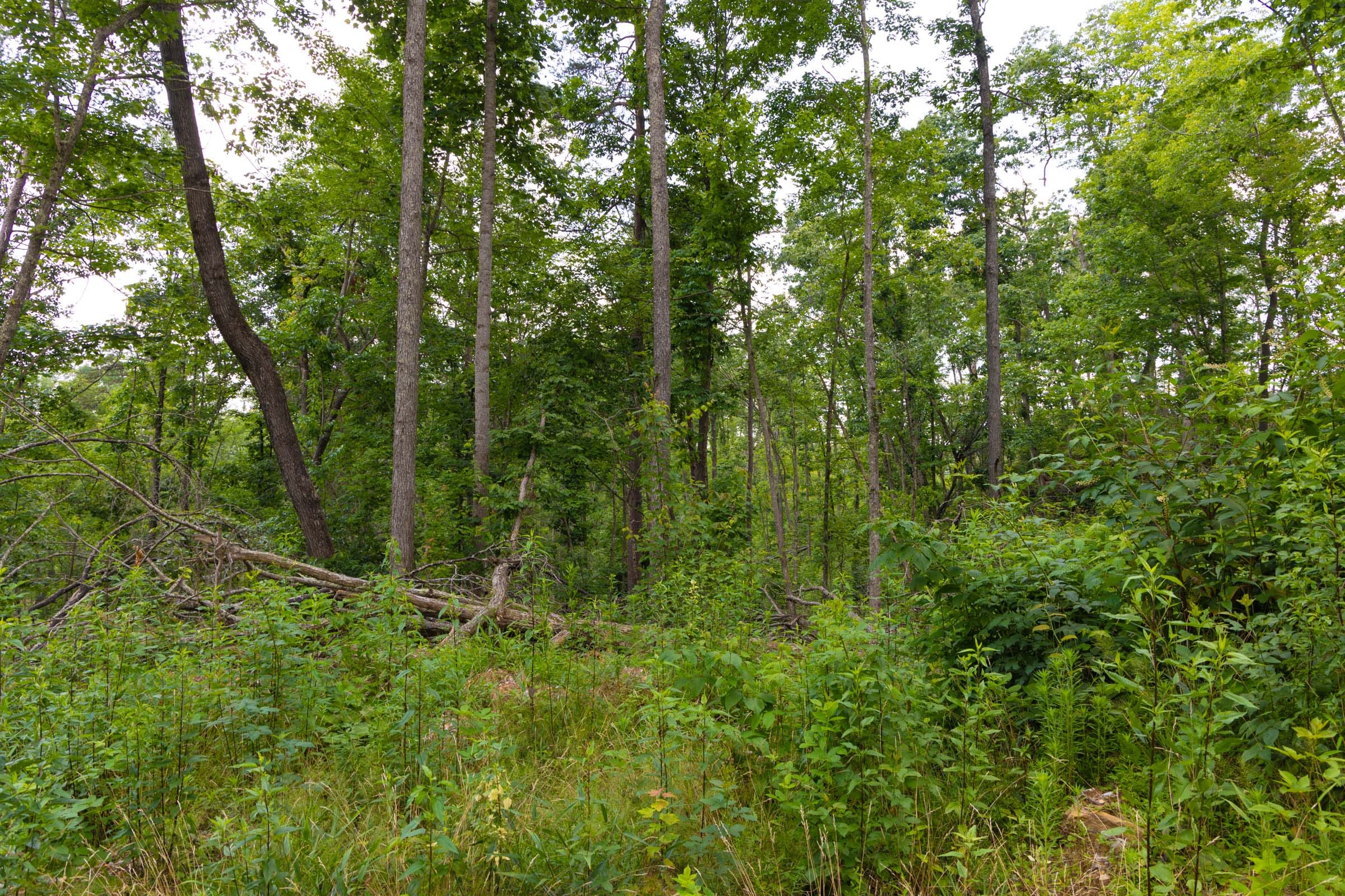 Creek Hollow Phase II Tract 68 photo 12