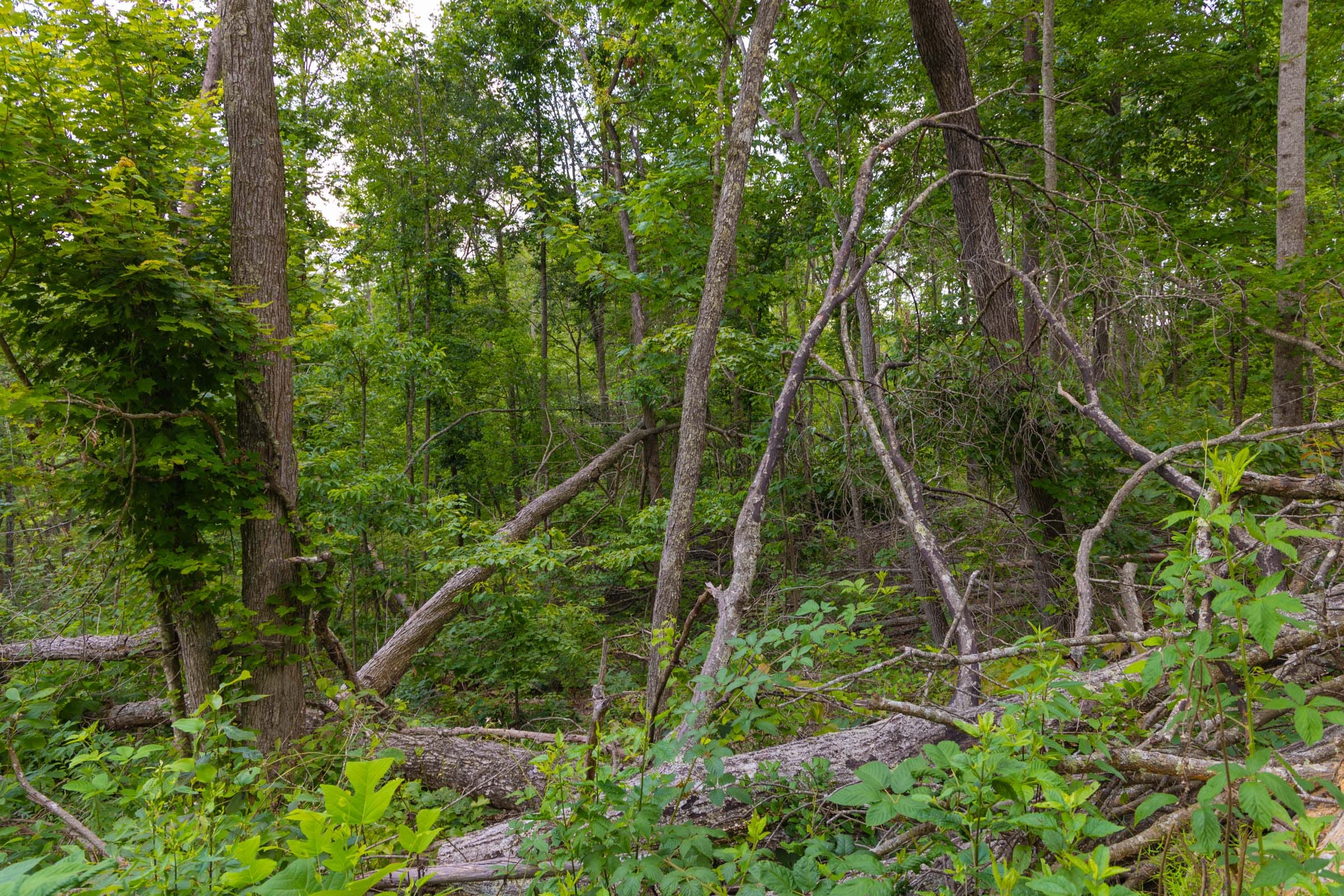 Creek Hollow Phase II Tract 68 photo 6