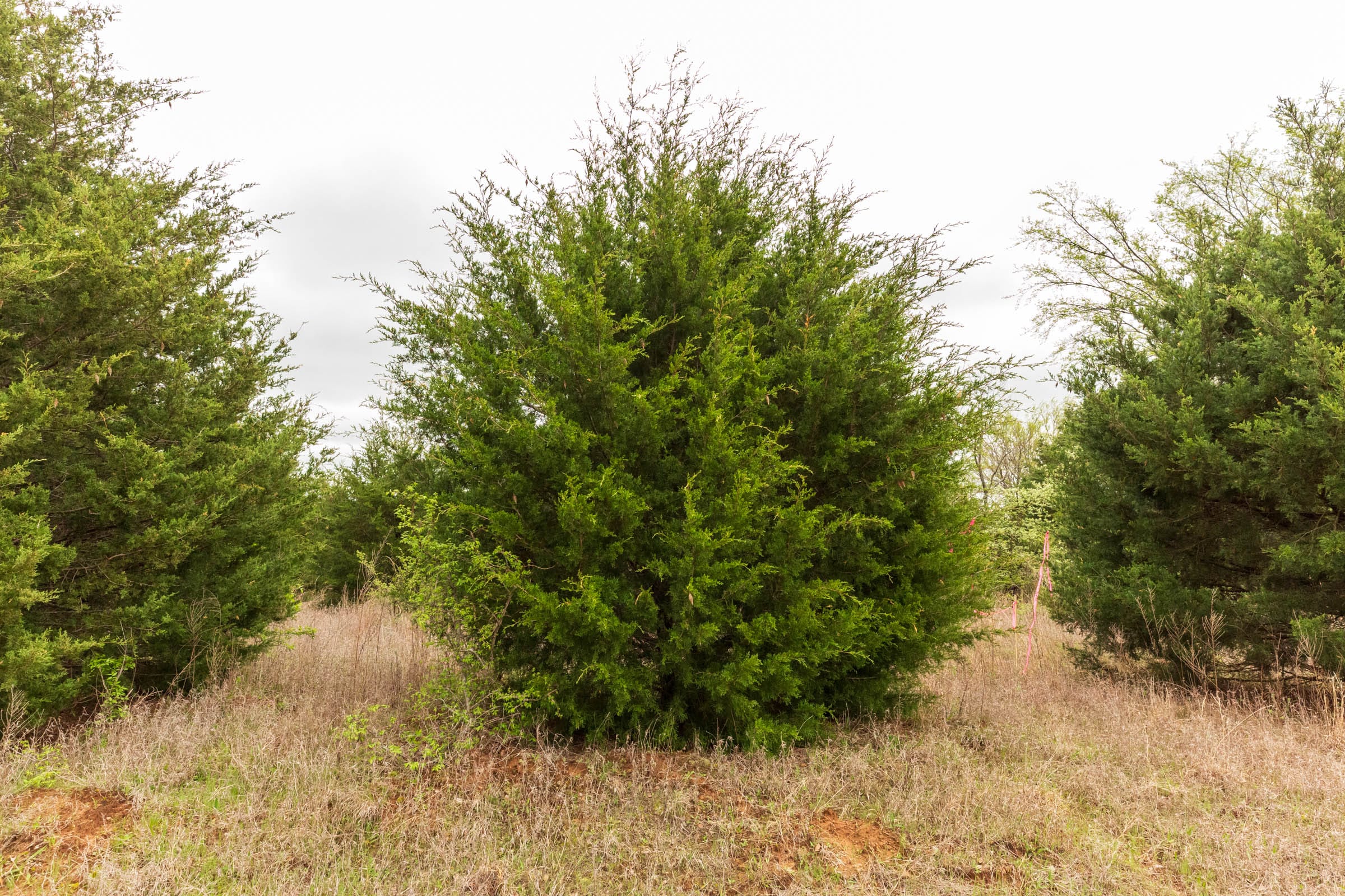 Moonrise Meadows Tract 15 photo 2