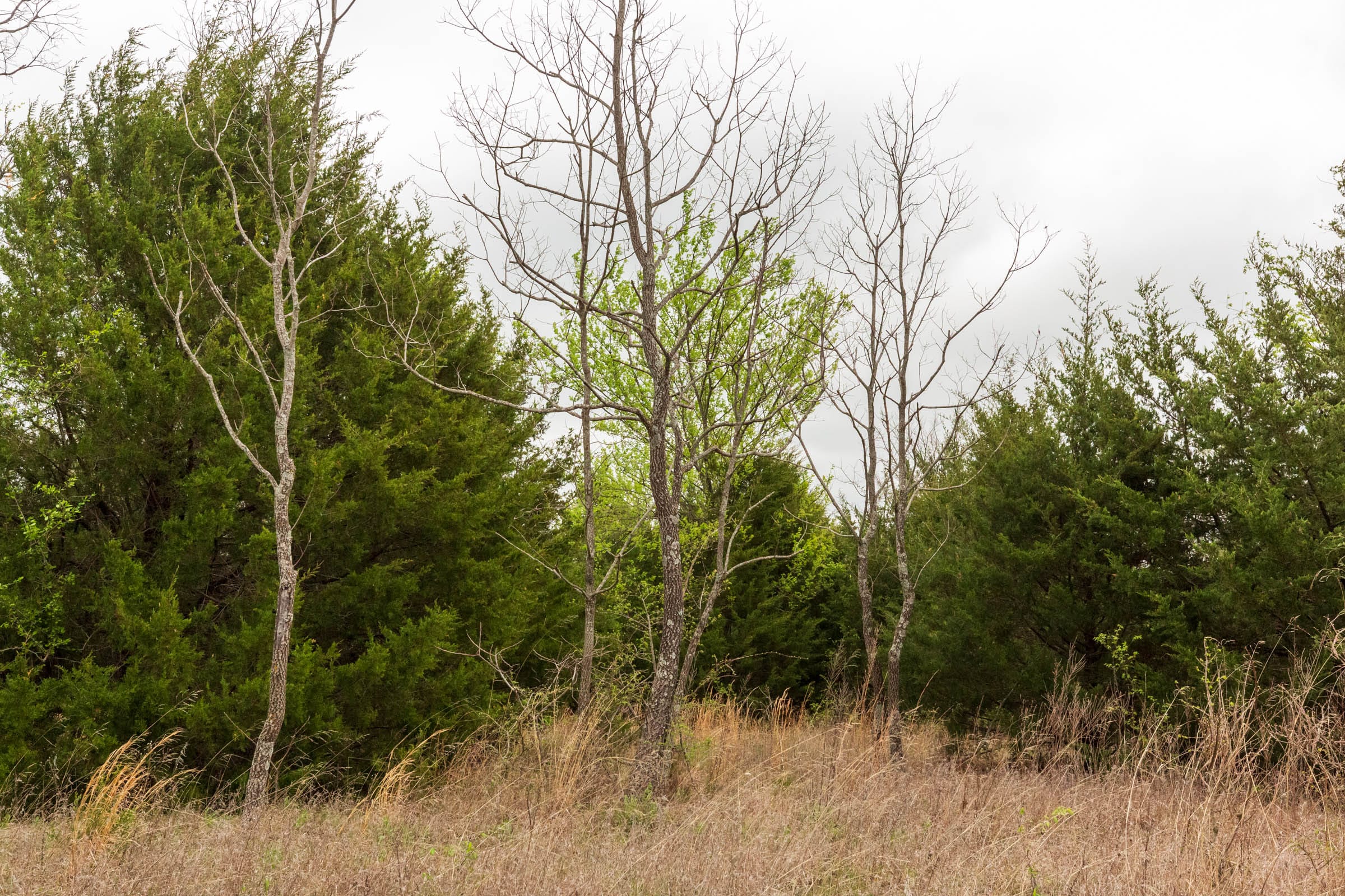Moonrise Meadows Tract 15 photo 6