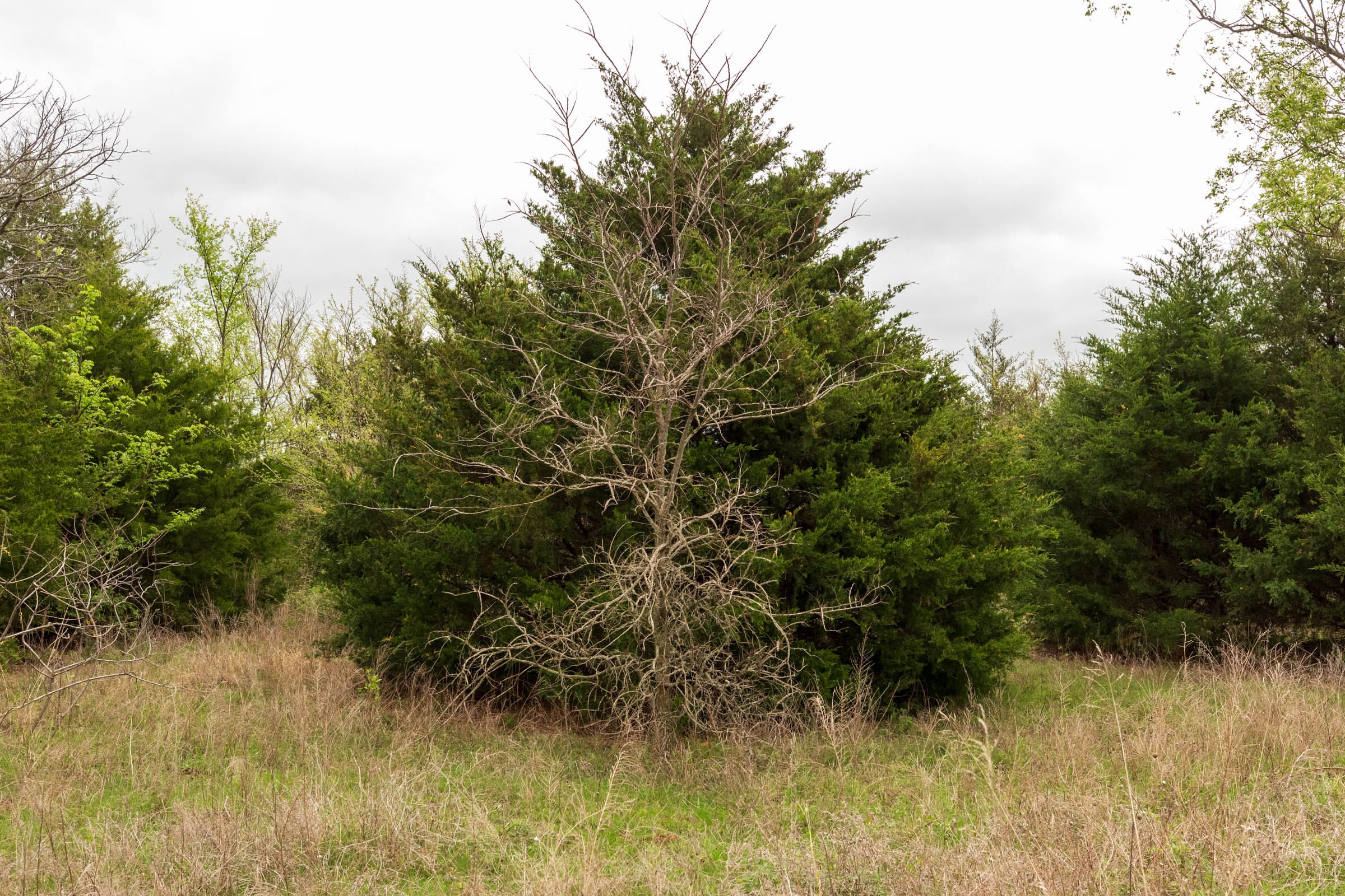 Moonrise Meadows Tract 15 photo 7