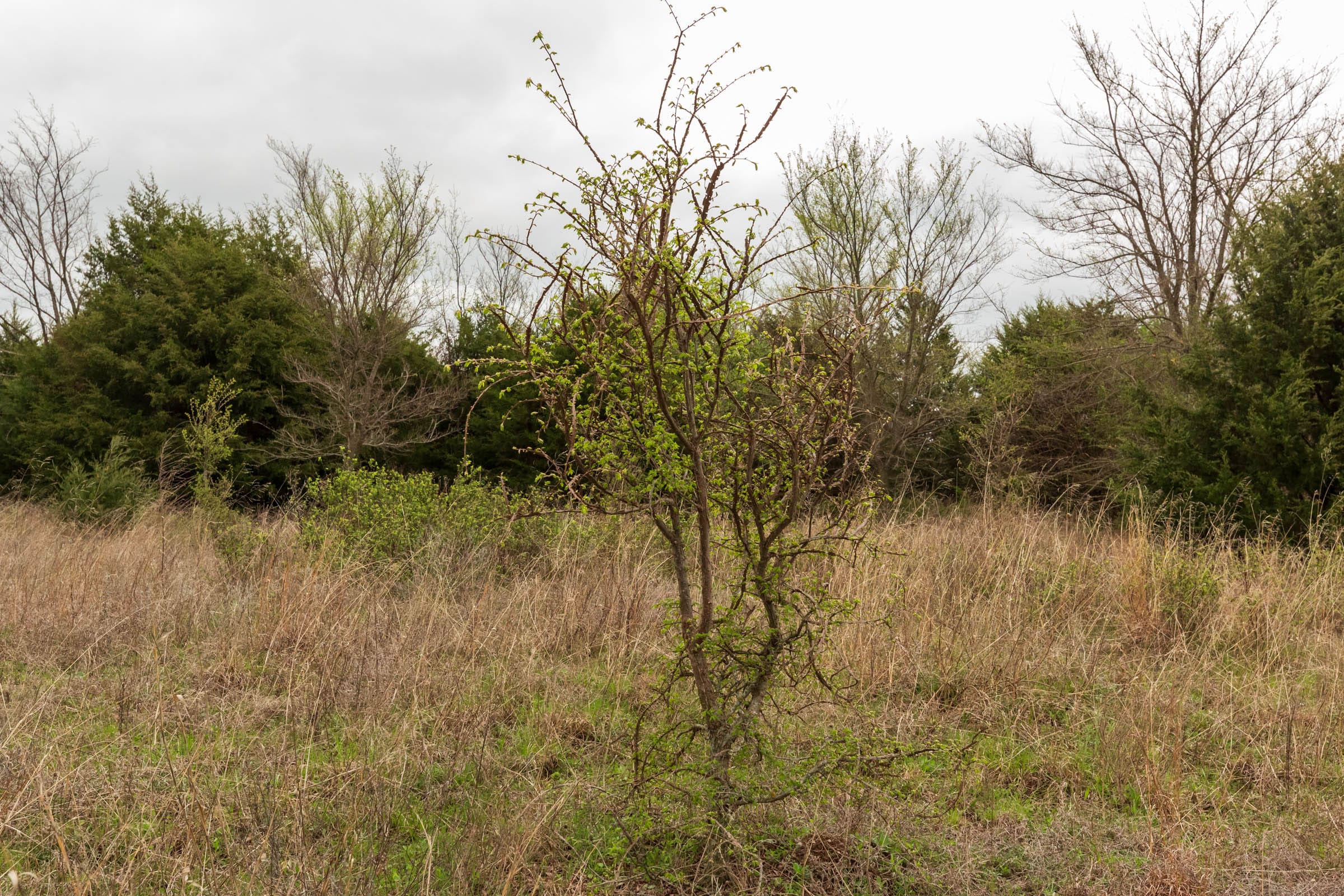 Moonrise Meadows Tract 15 photo 8