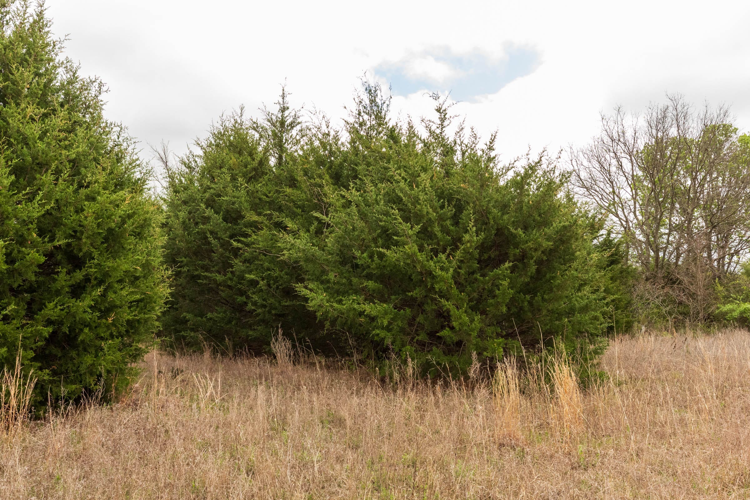 Moonrise Meadows Tract 15 photo 10