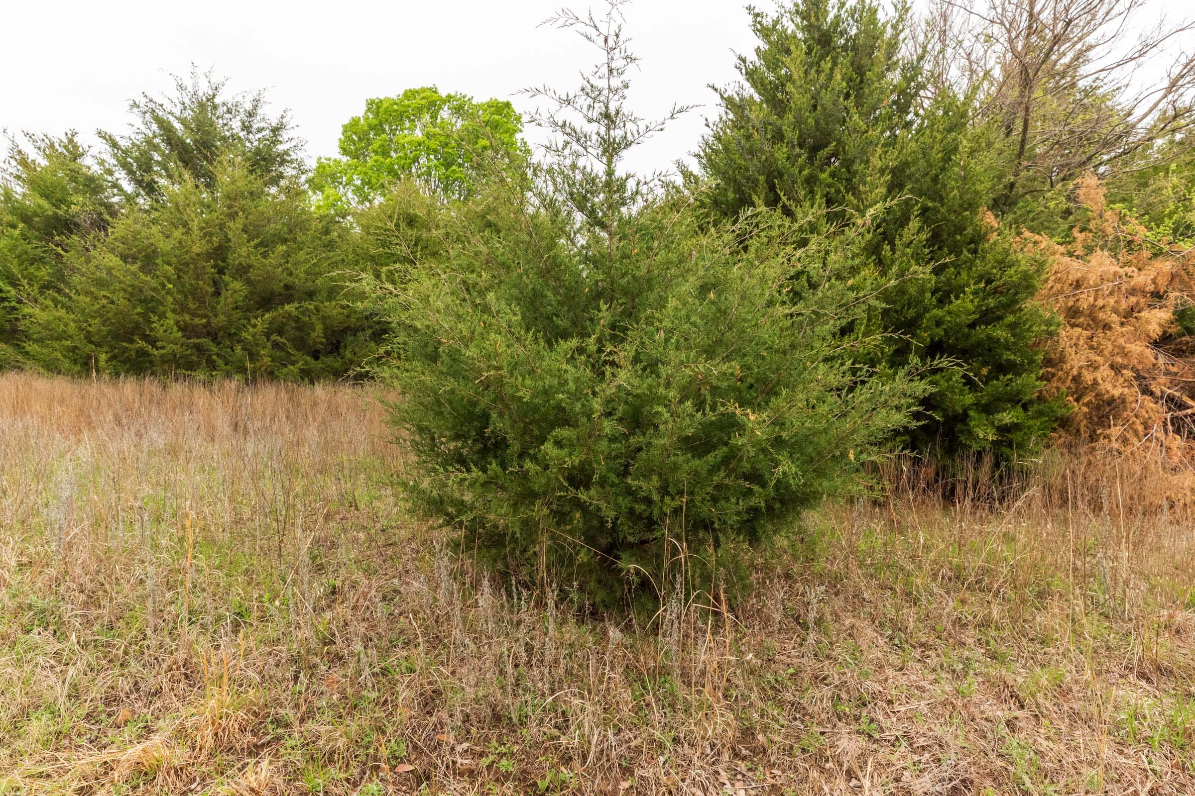 Moonrise Meadows Tract 15 photo 17