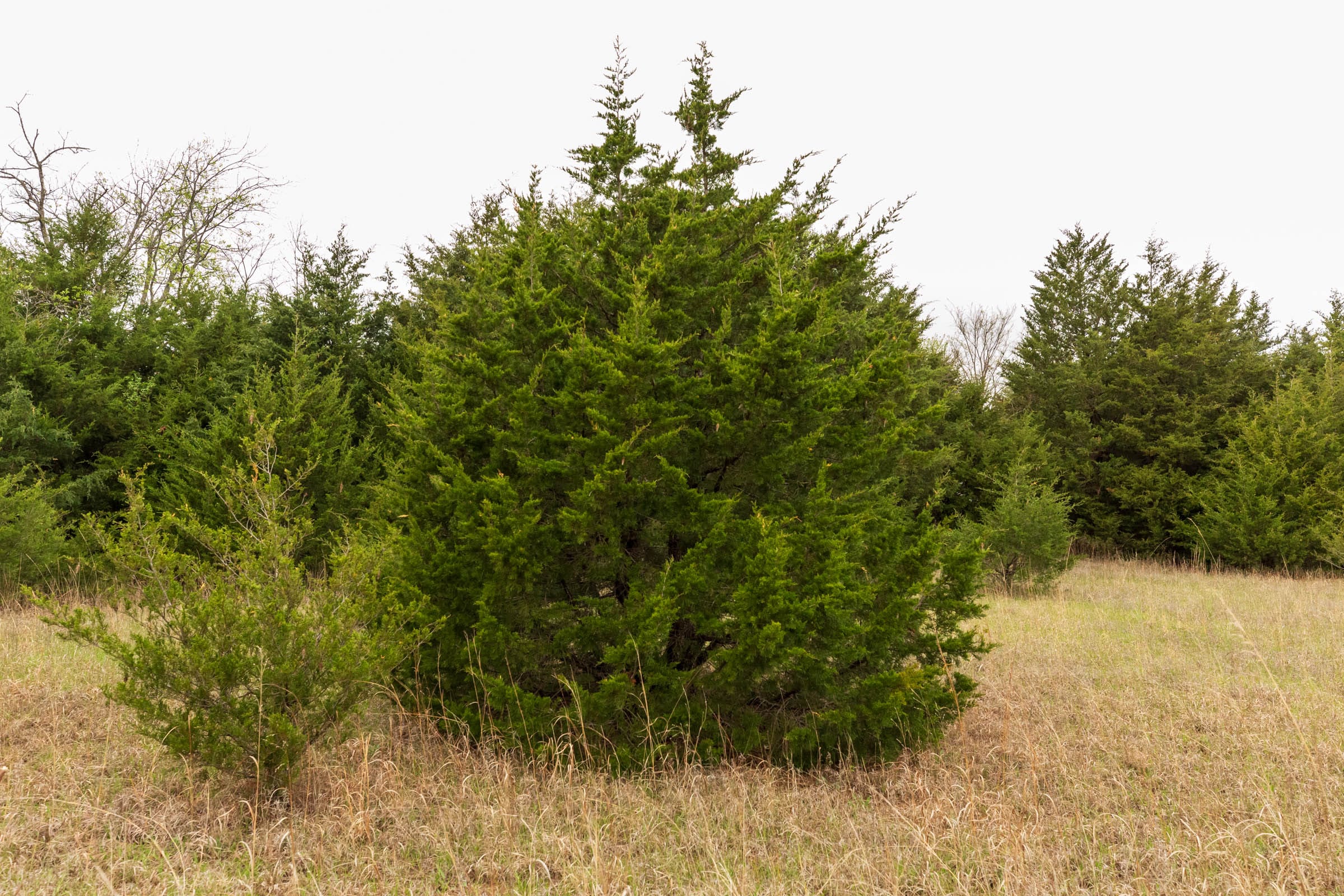 Moonrise Meadows Tract 15 photo 18