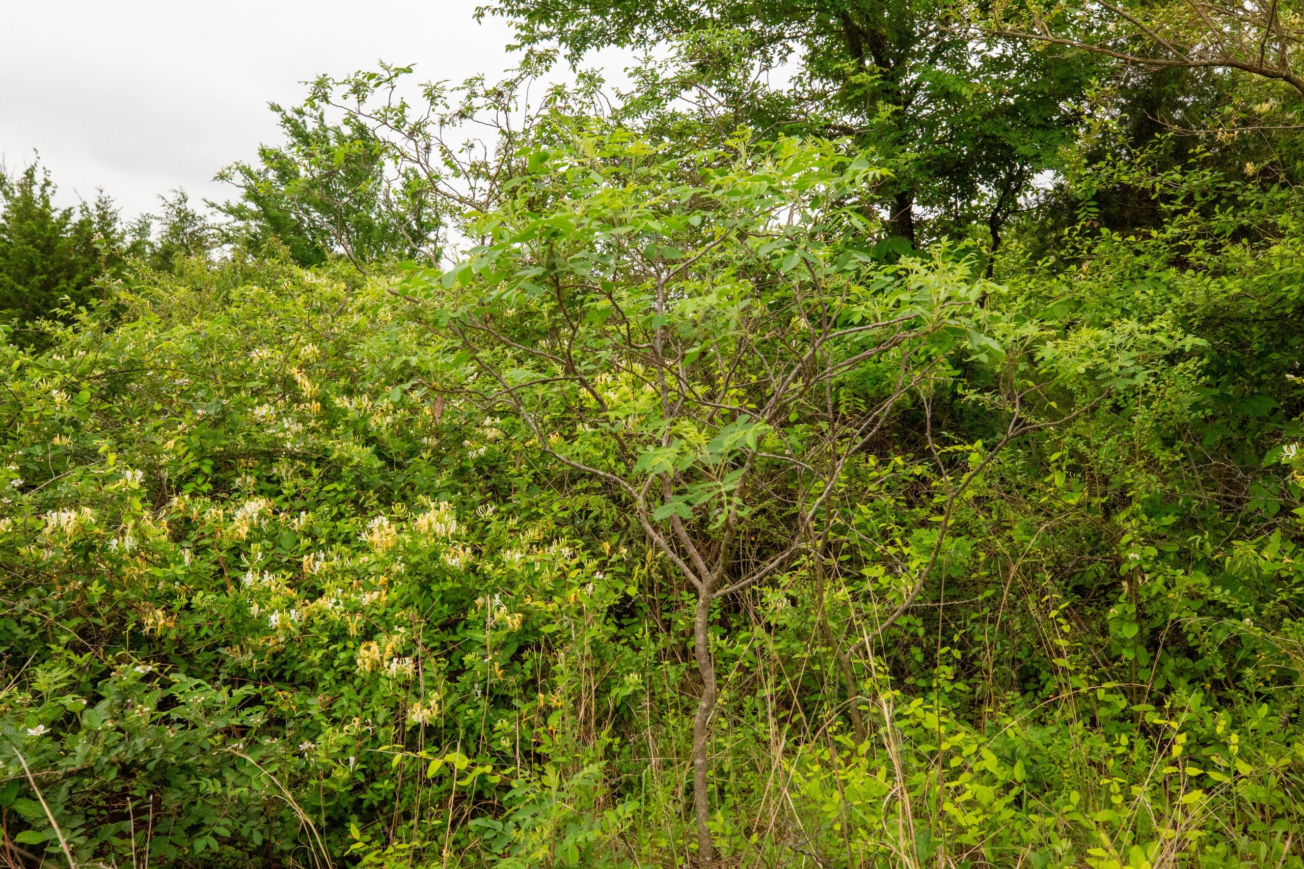 Moonrise Meadows Tract 15 photo 9