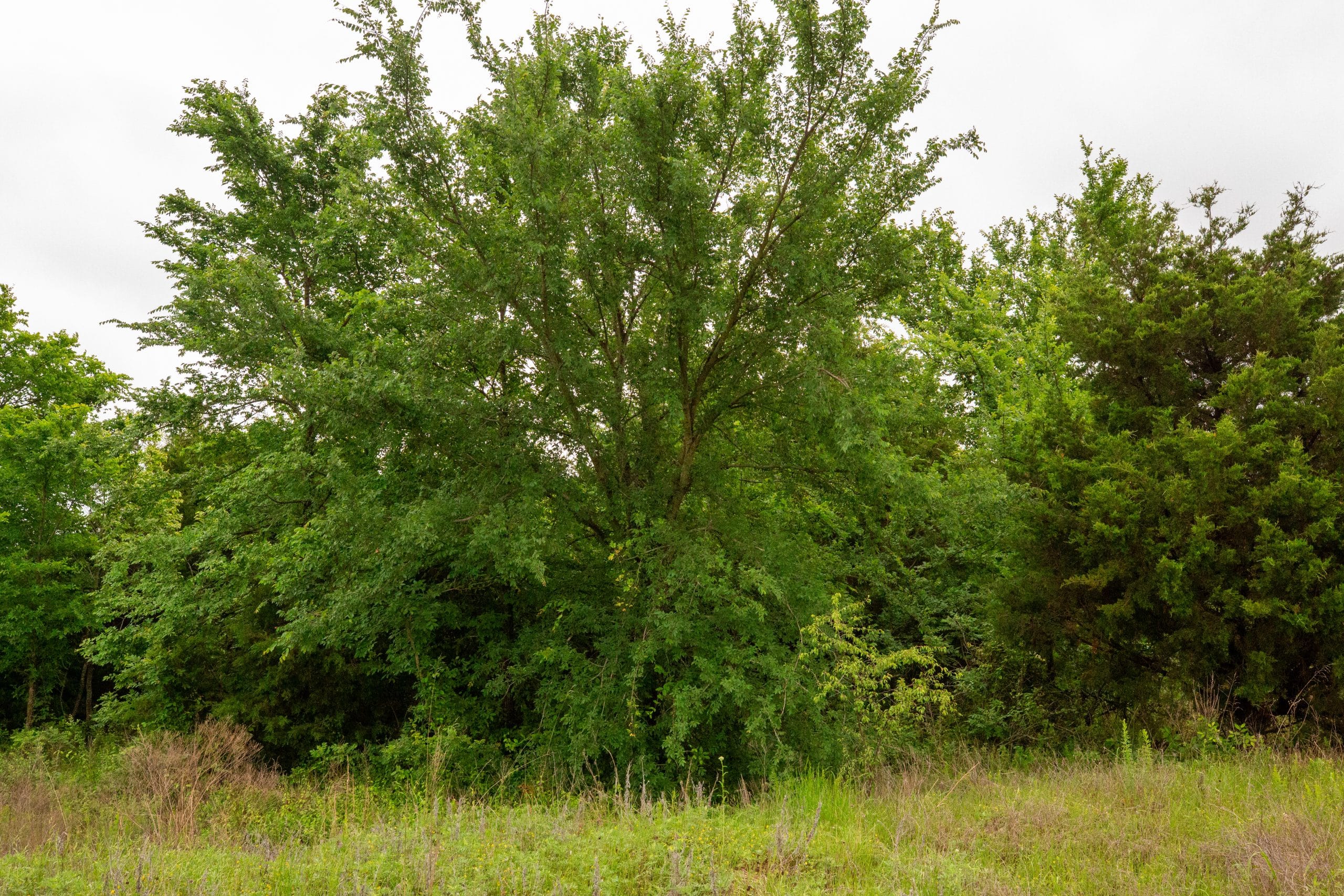 Moonrise Meadows Tract 15 photo 23