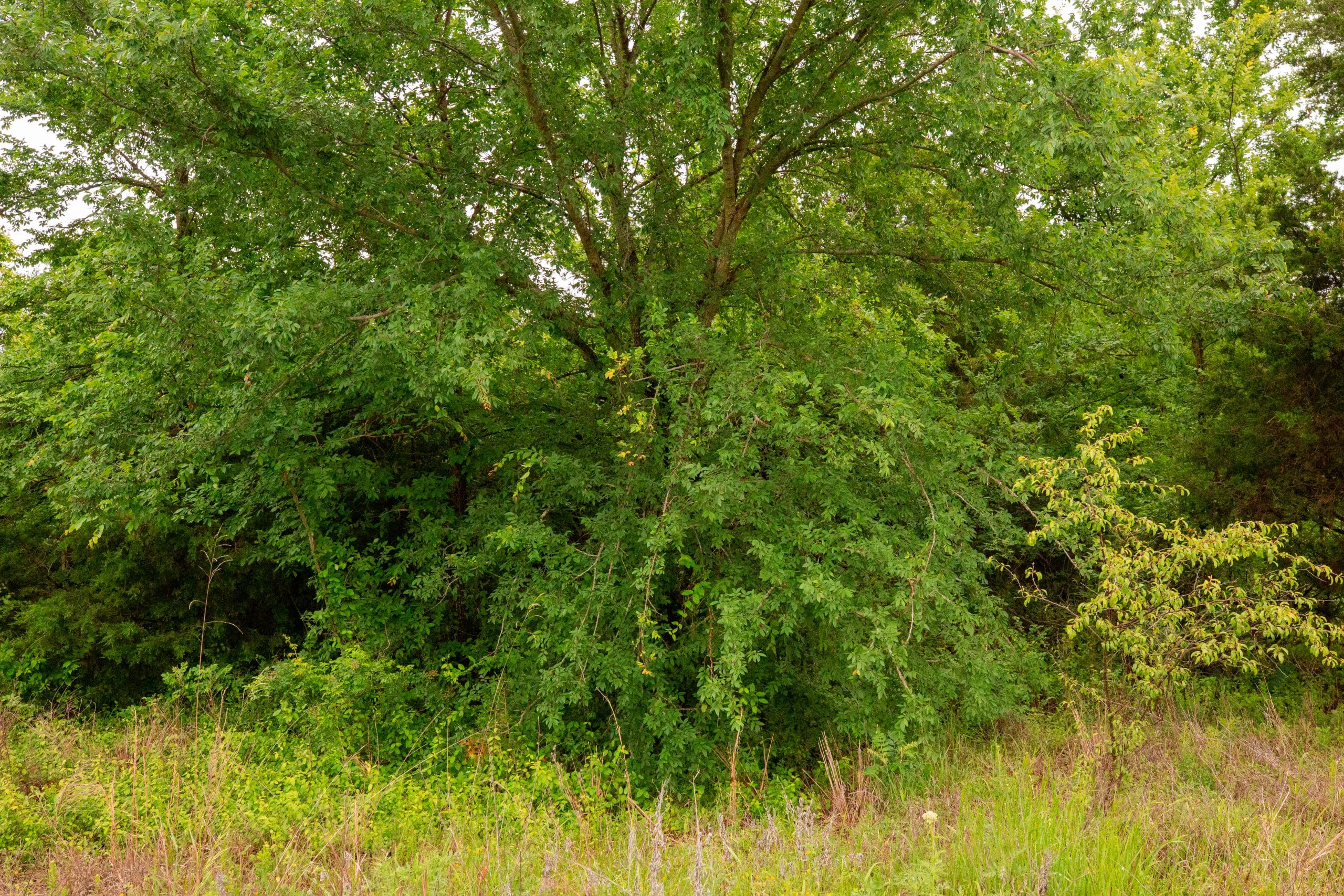 Moonrise Meadows Tract 15 photo 14