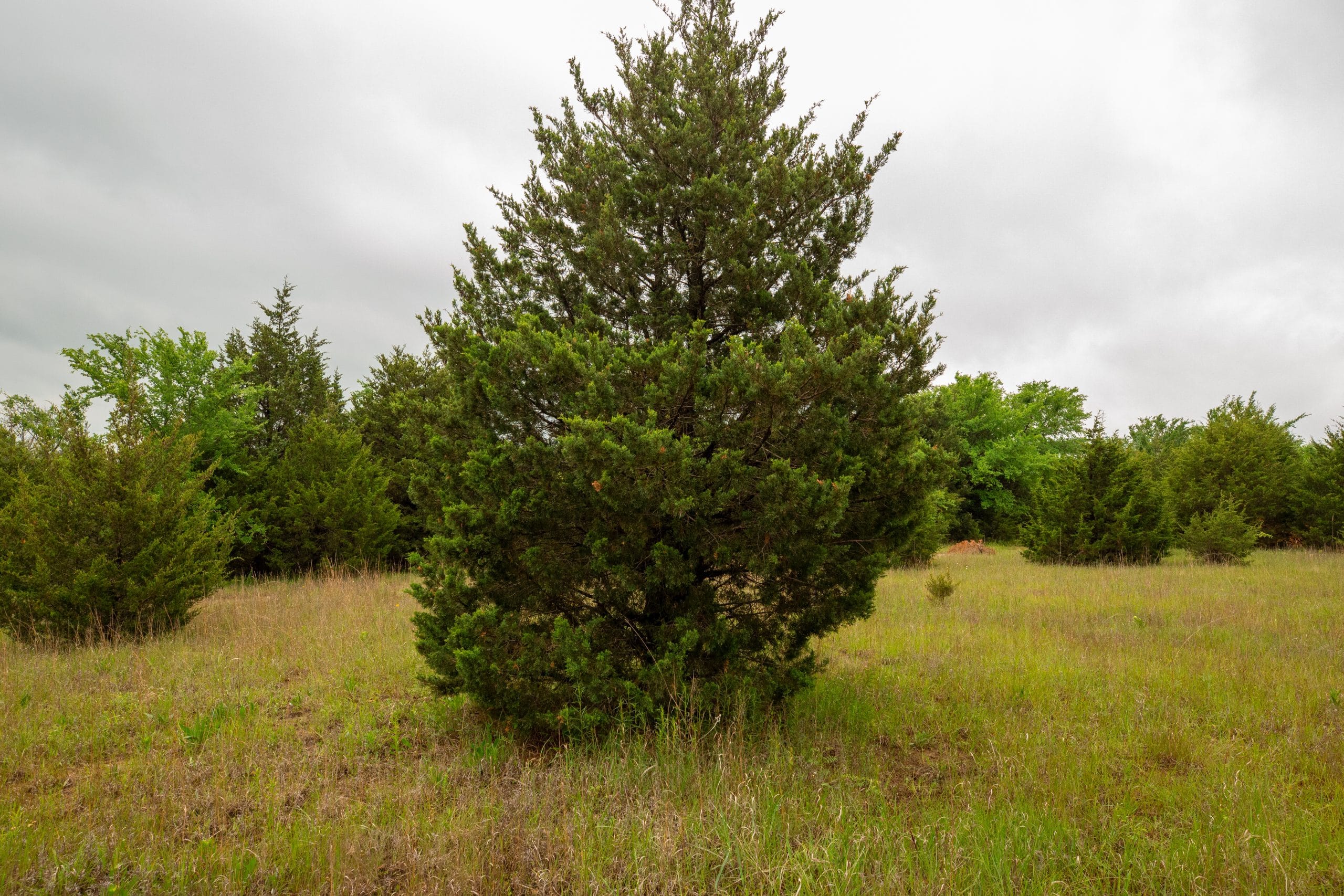 Moonrise Meadows Tract 15 photo 24