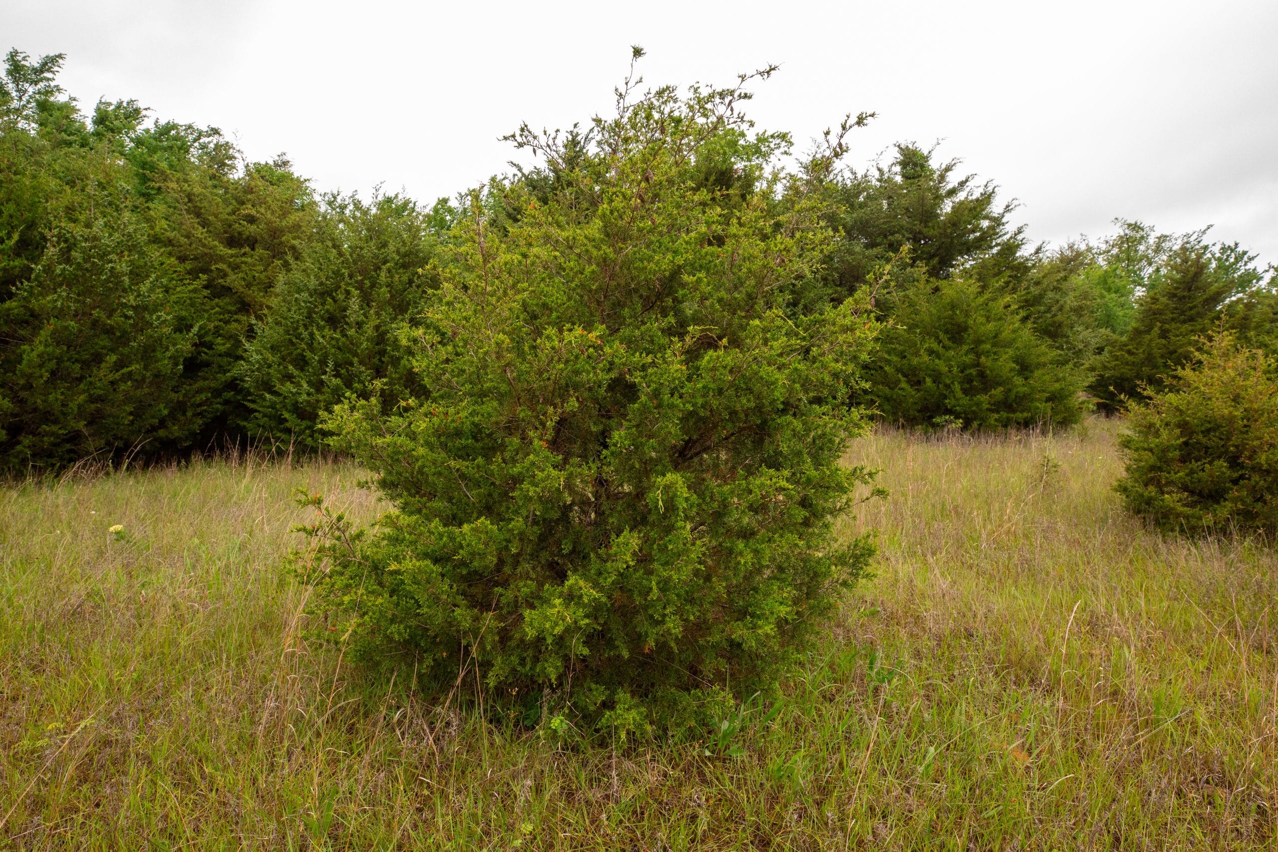Moonrise Meadows Tract 15 photo 4