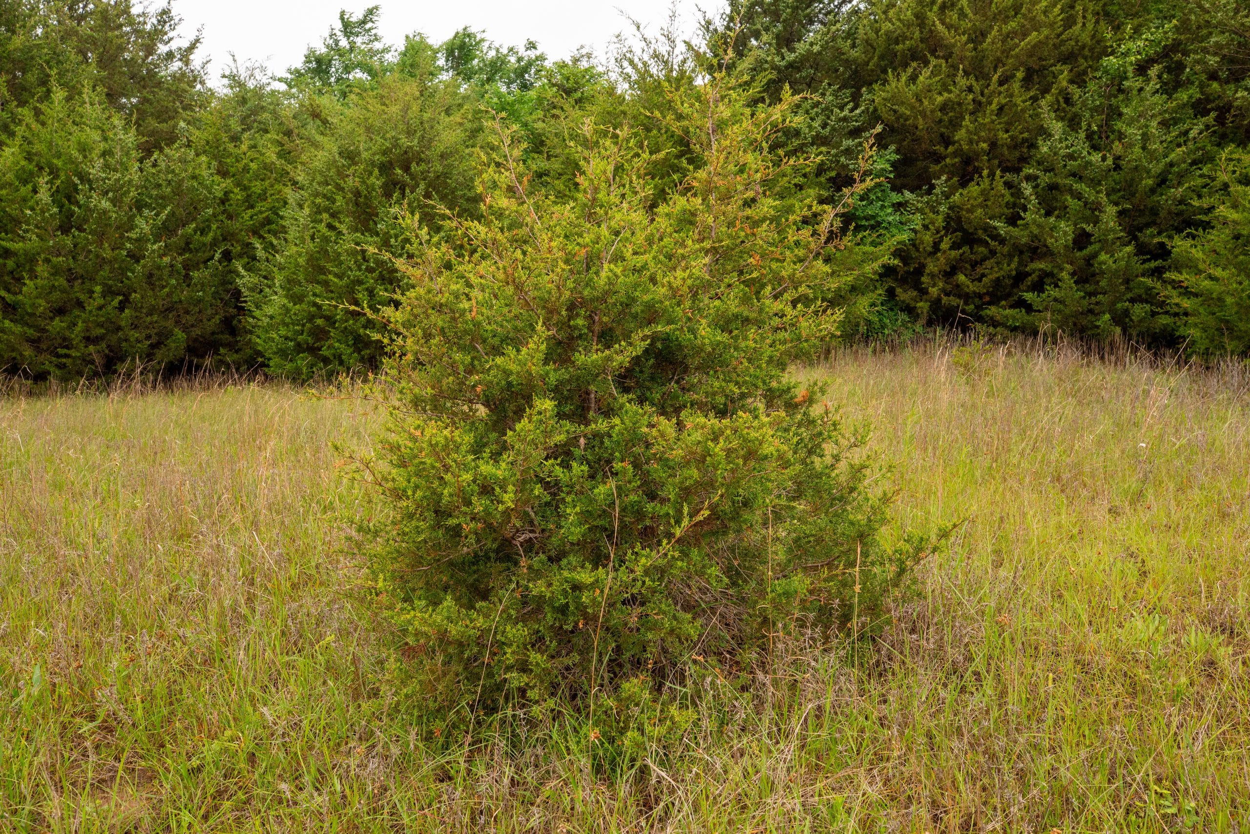 Moonrise Meadows Tract 15 photo 25