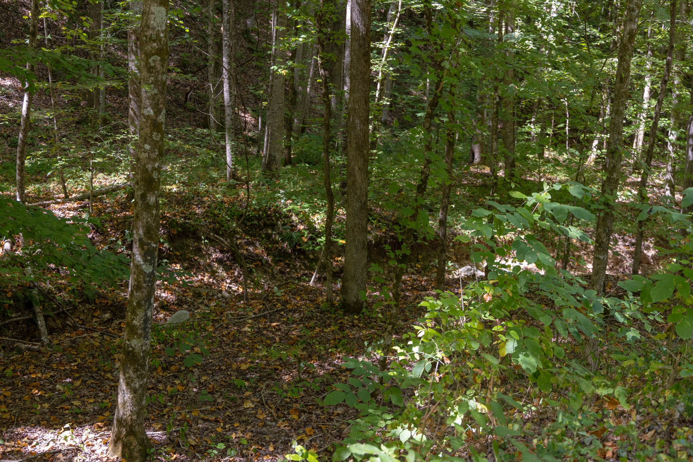 Big White Oak Tract 23 photo 11
