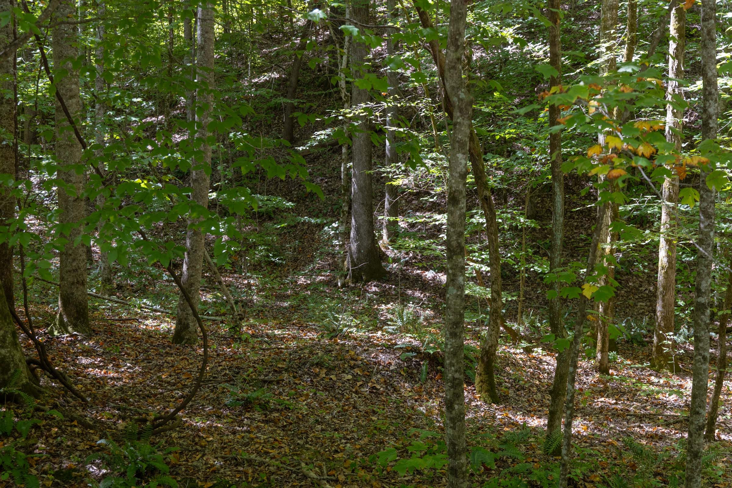 Big White Oak Tract 23 photo 9