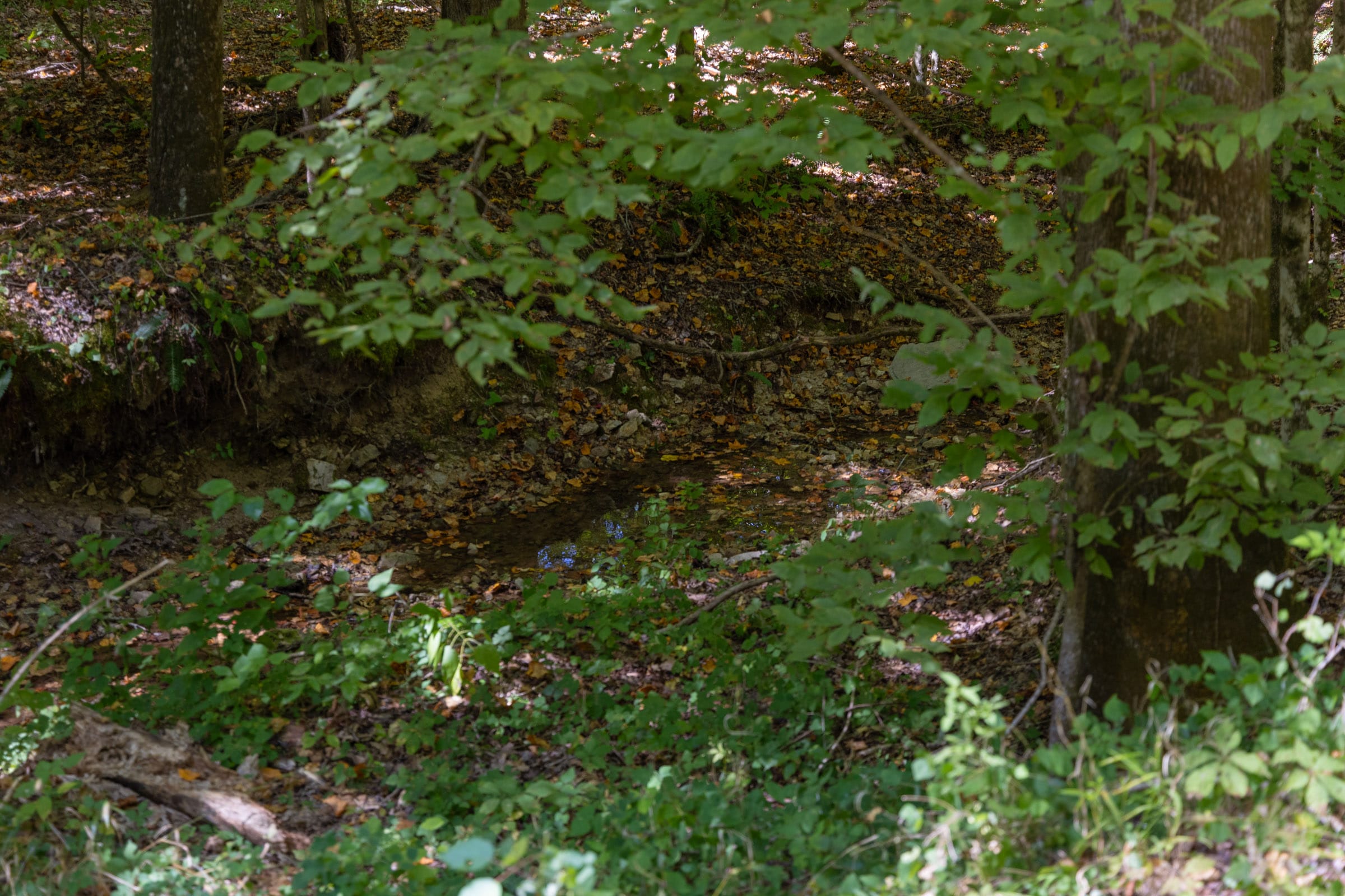 Big White Oak Tract 23 photo 7