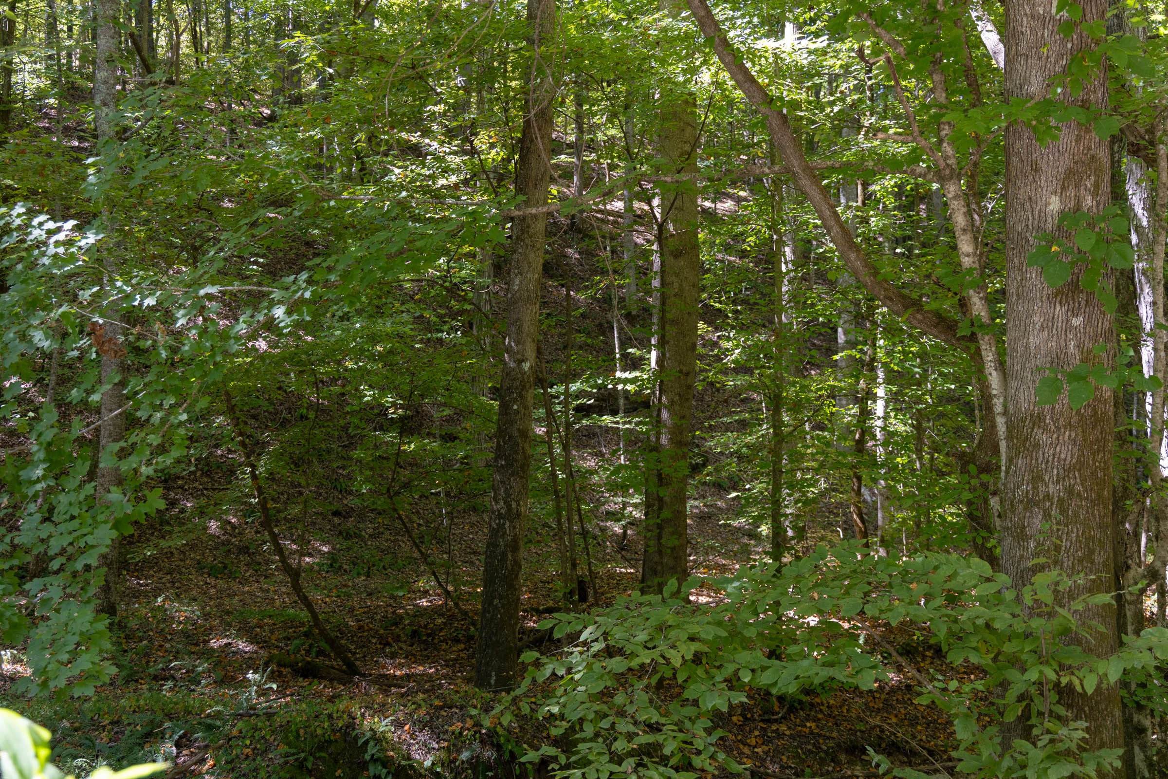 Big White Oak Tract 23 photo 6