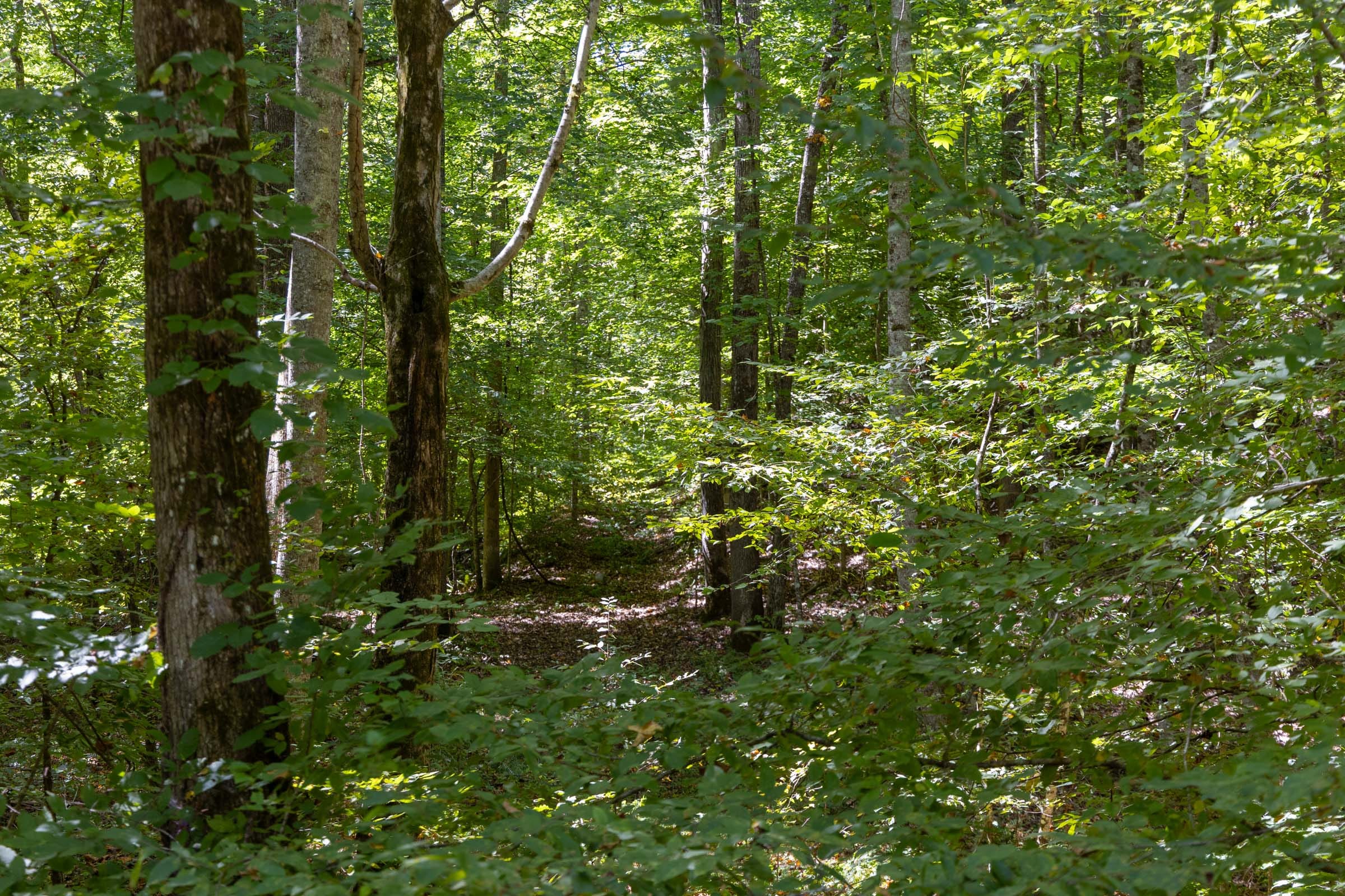 Big White Oak Tract 23 photo 4