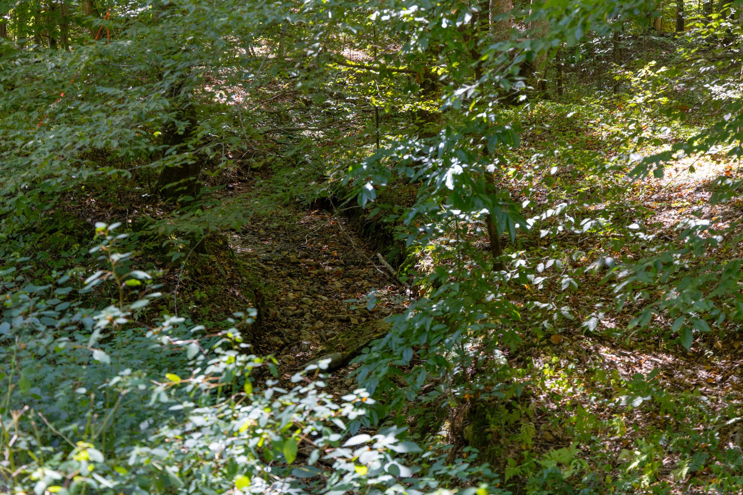 Big White Oak Tract 23 photo 3