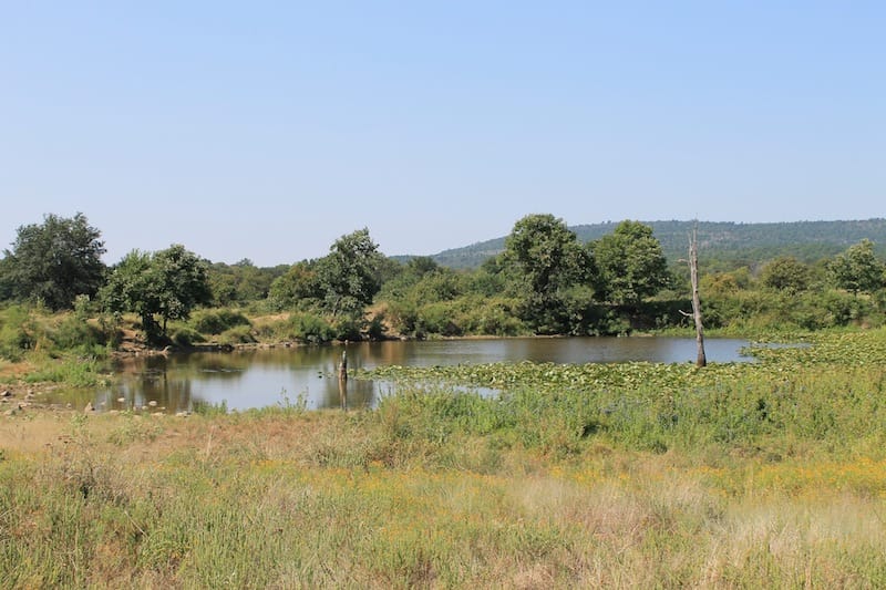 Daisy Meadows Tract 29 photo 8
