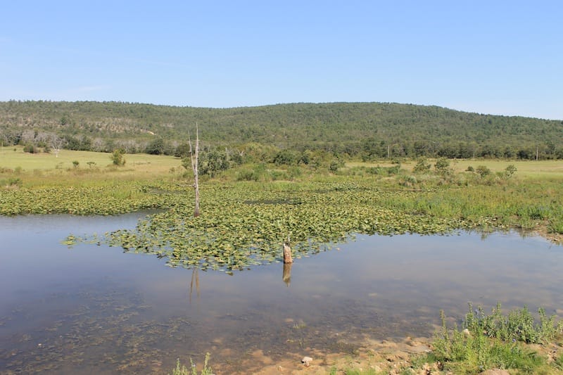Daisy Meadows Tract 29 photo 10