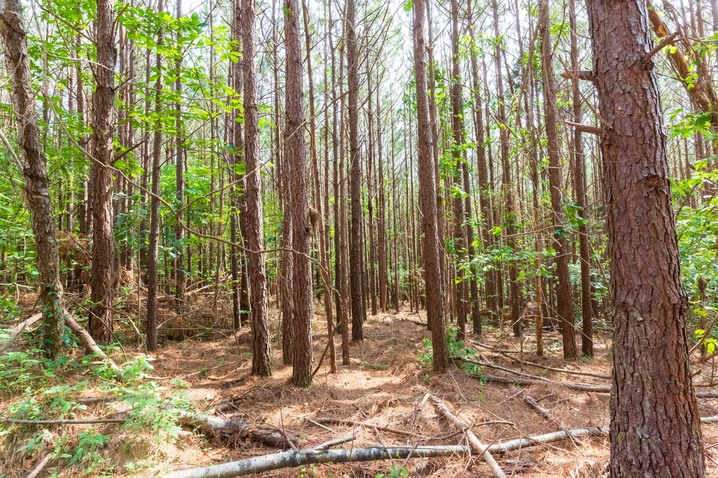 Whiskey Ridge Tract 96 photo 3