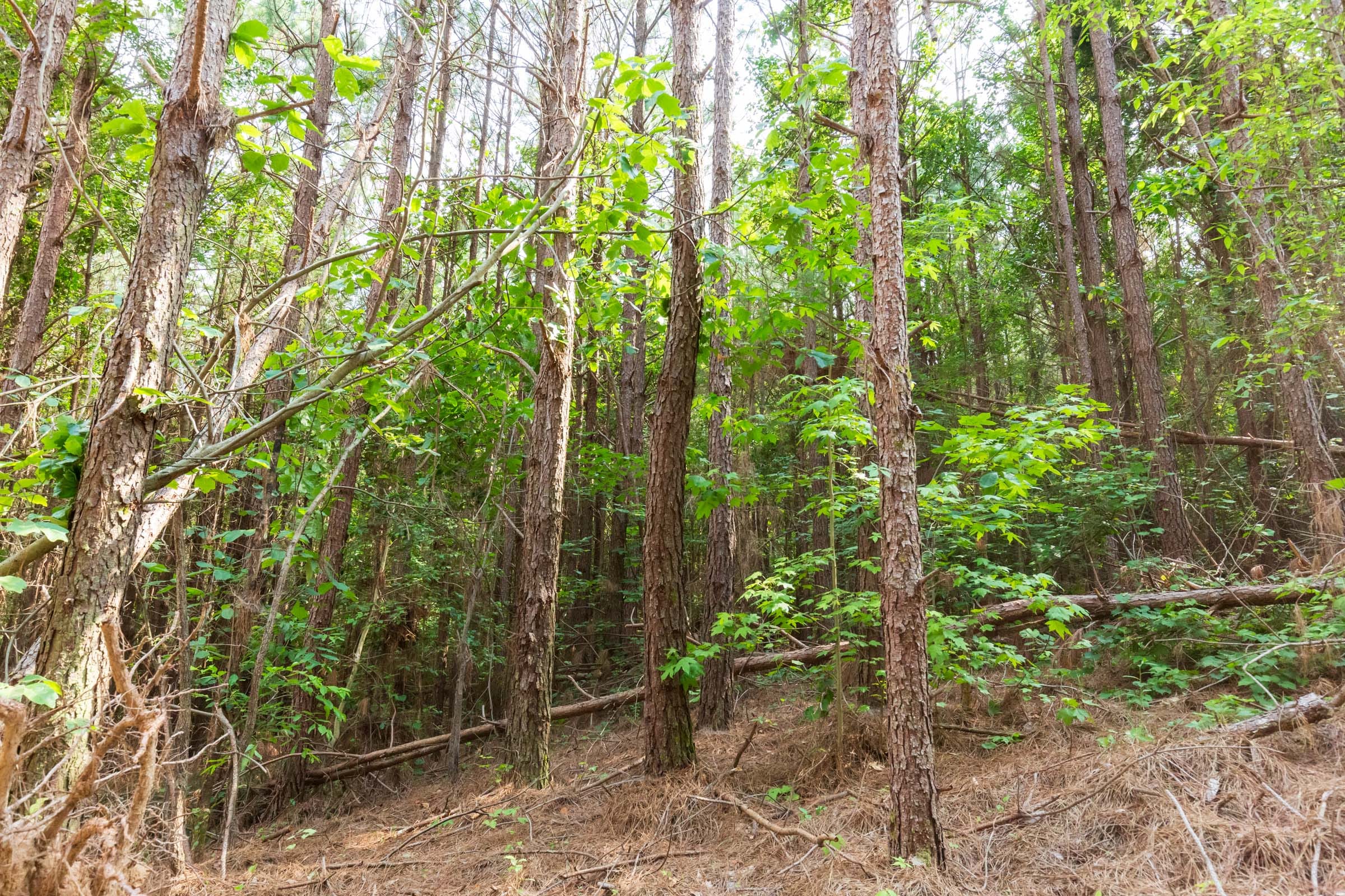 Whiskey Ridge Tract 96 photo 5