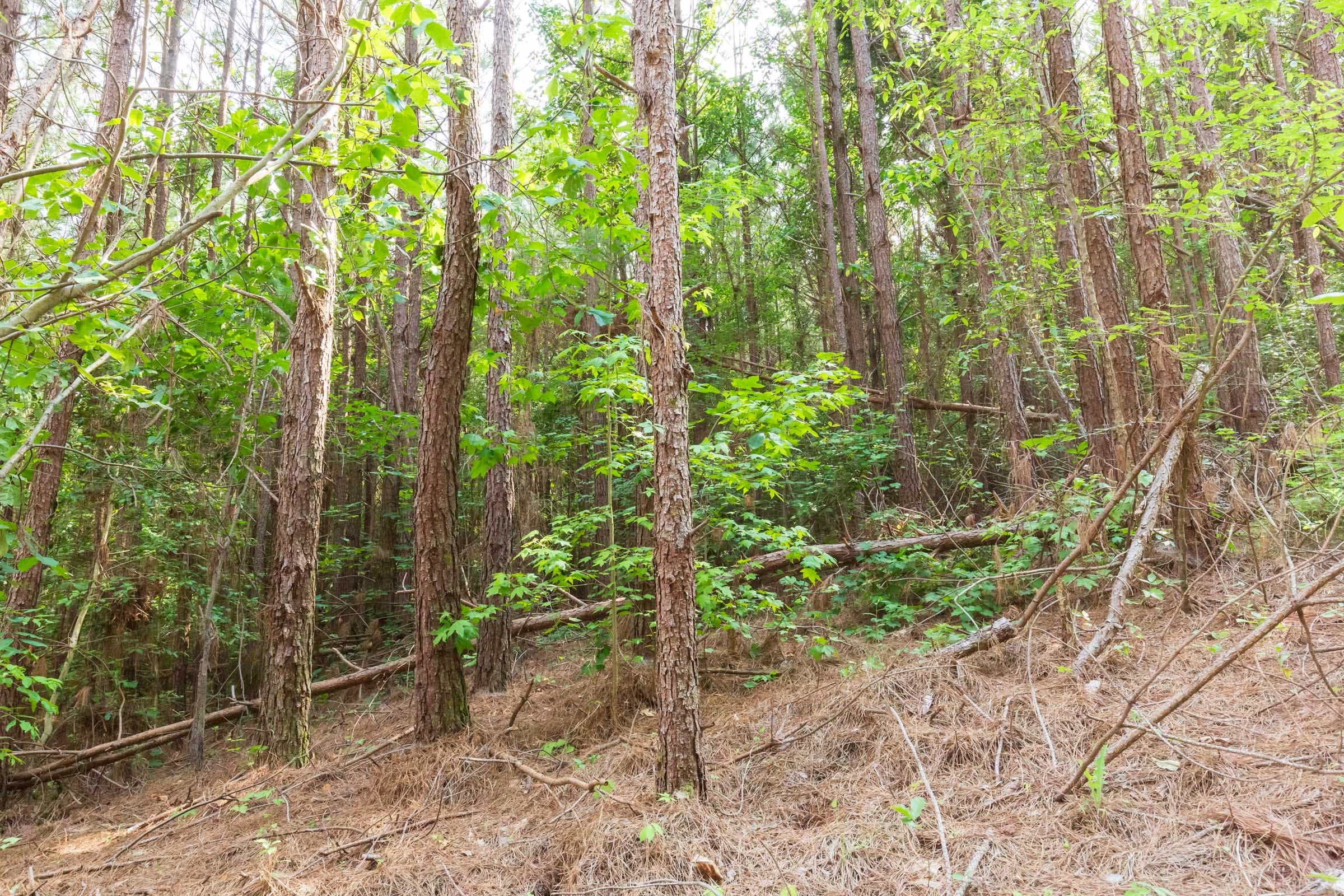 Whiskey Ridge Tract 96 photo 7