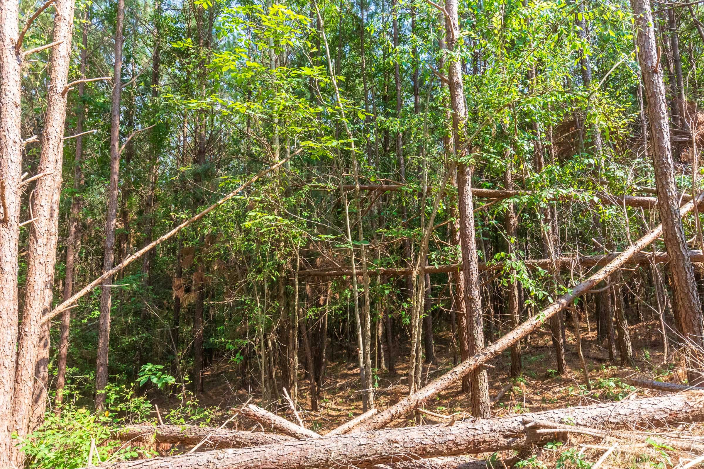 Whiskey Ridge Tract 96 photo 9