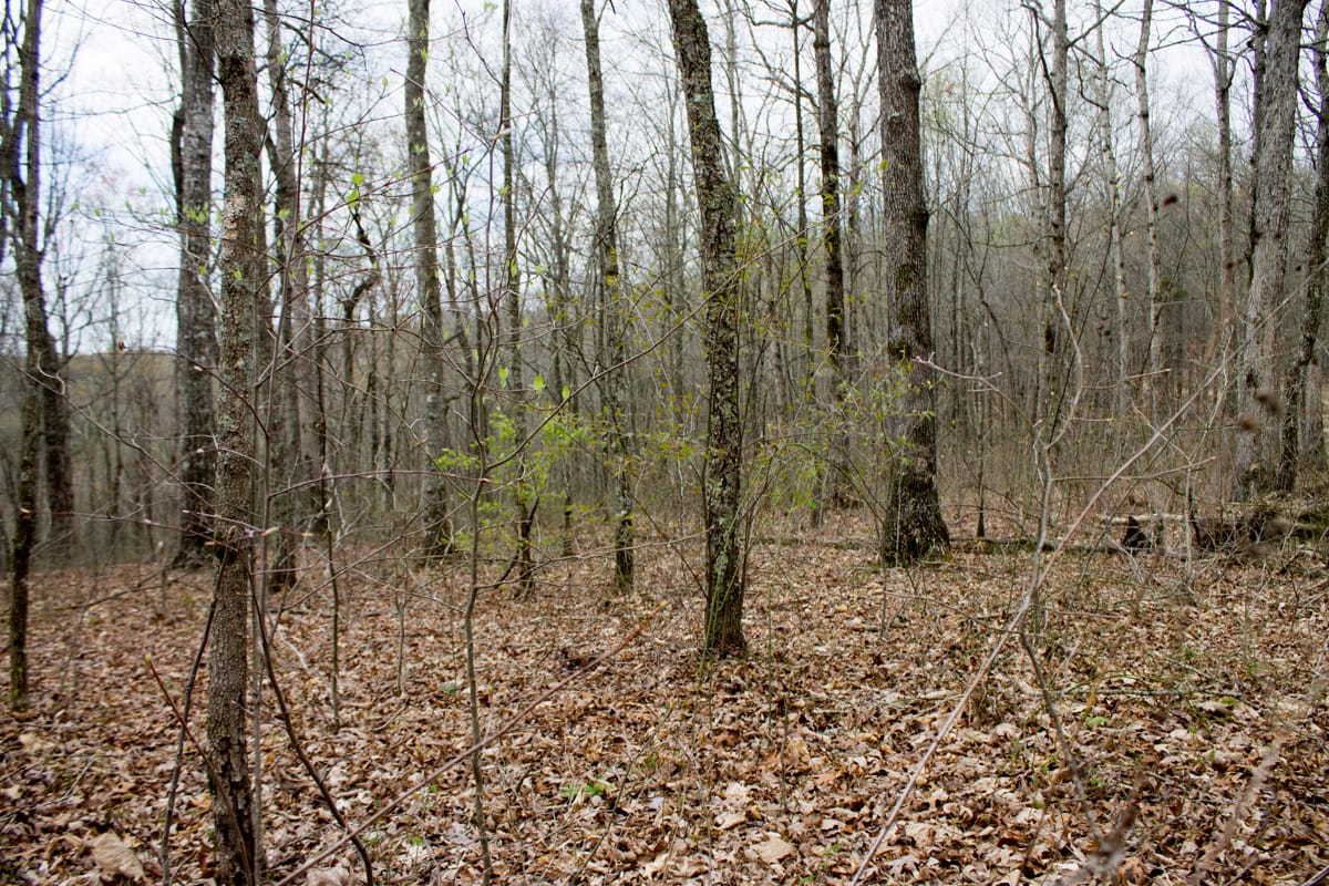 Chestnut Oak Ridge Tract 13 photo 3