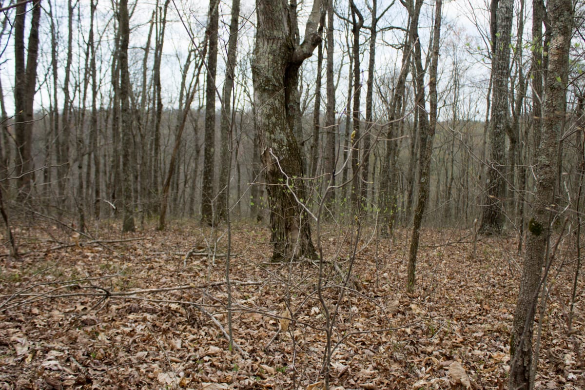 Chestnut Oak Ridge Tract 13 photo 4