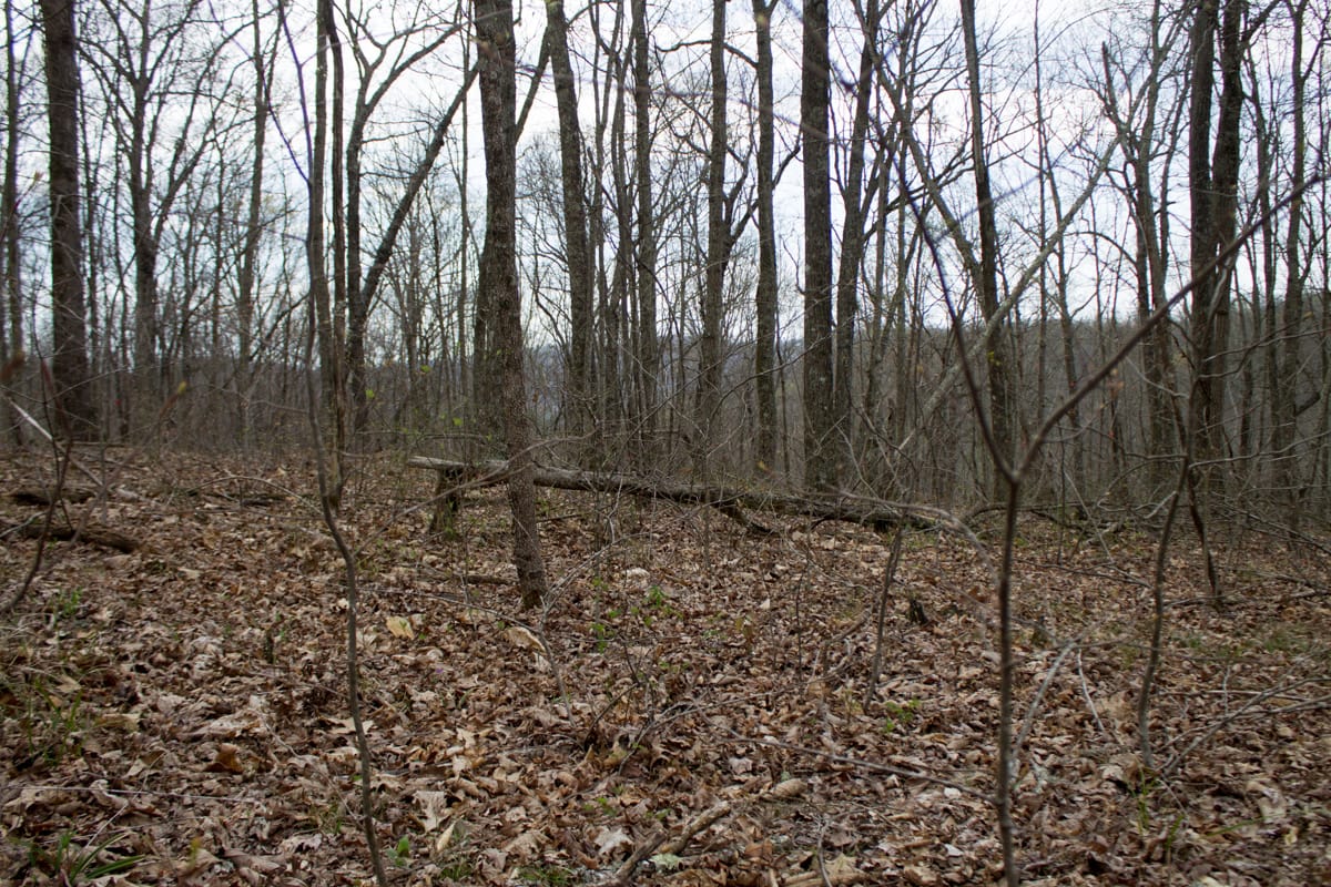 Chestnut Oak Ridge Tract 13 photo 5