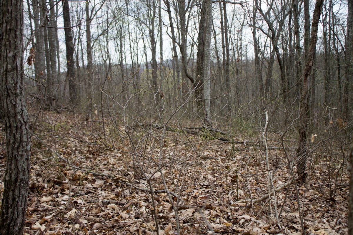Chestnut Oak Ridge Tract 13 photo 6