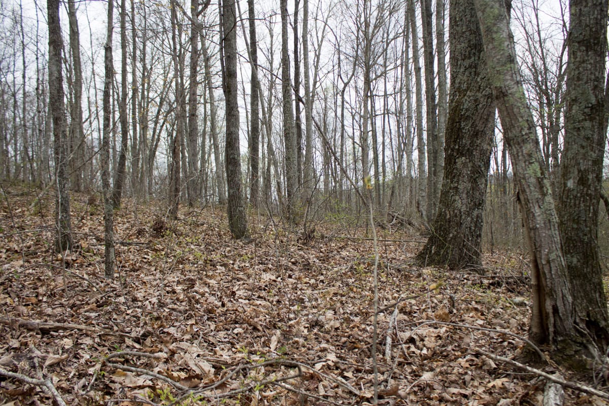 Chestnut Oak Ridge Tract 13 photo 7
