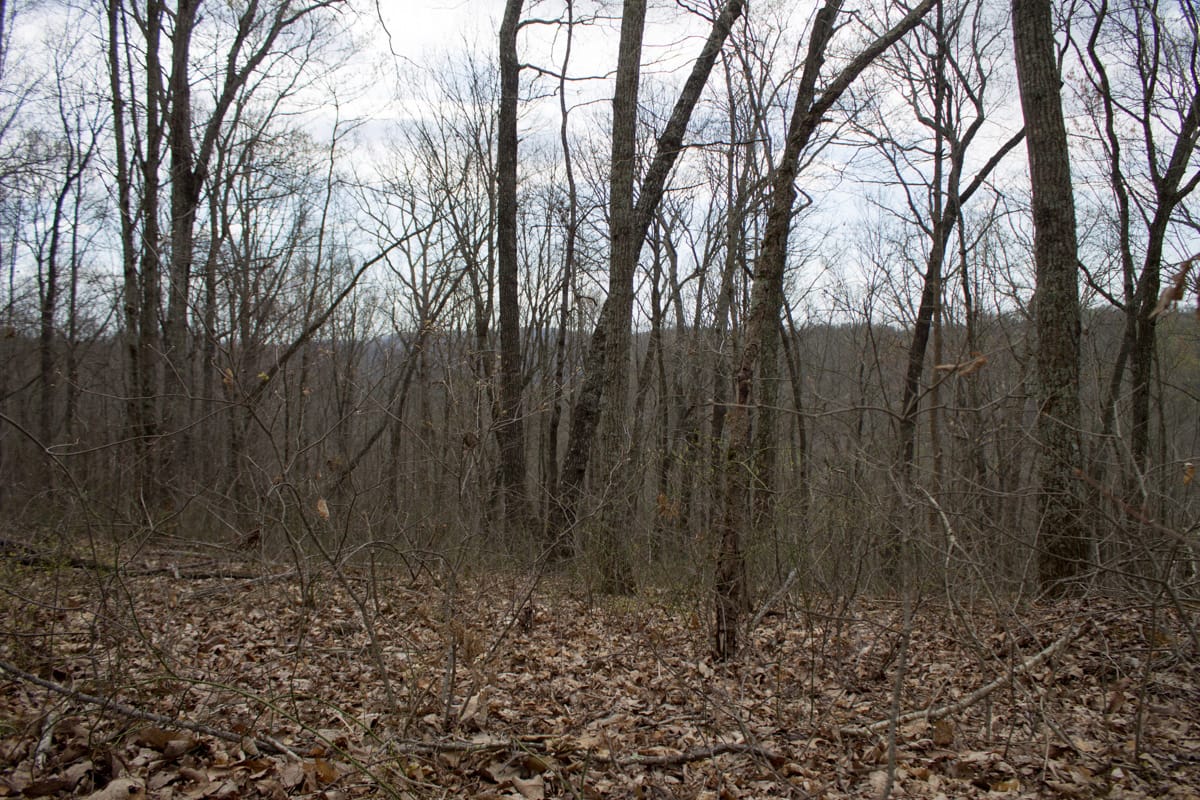 Chestnut Oak Ridge Tract 13 photo 8