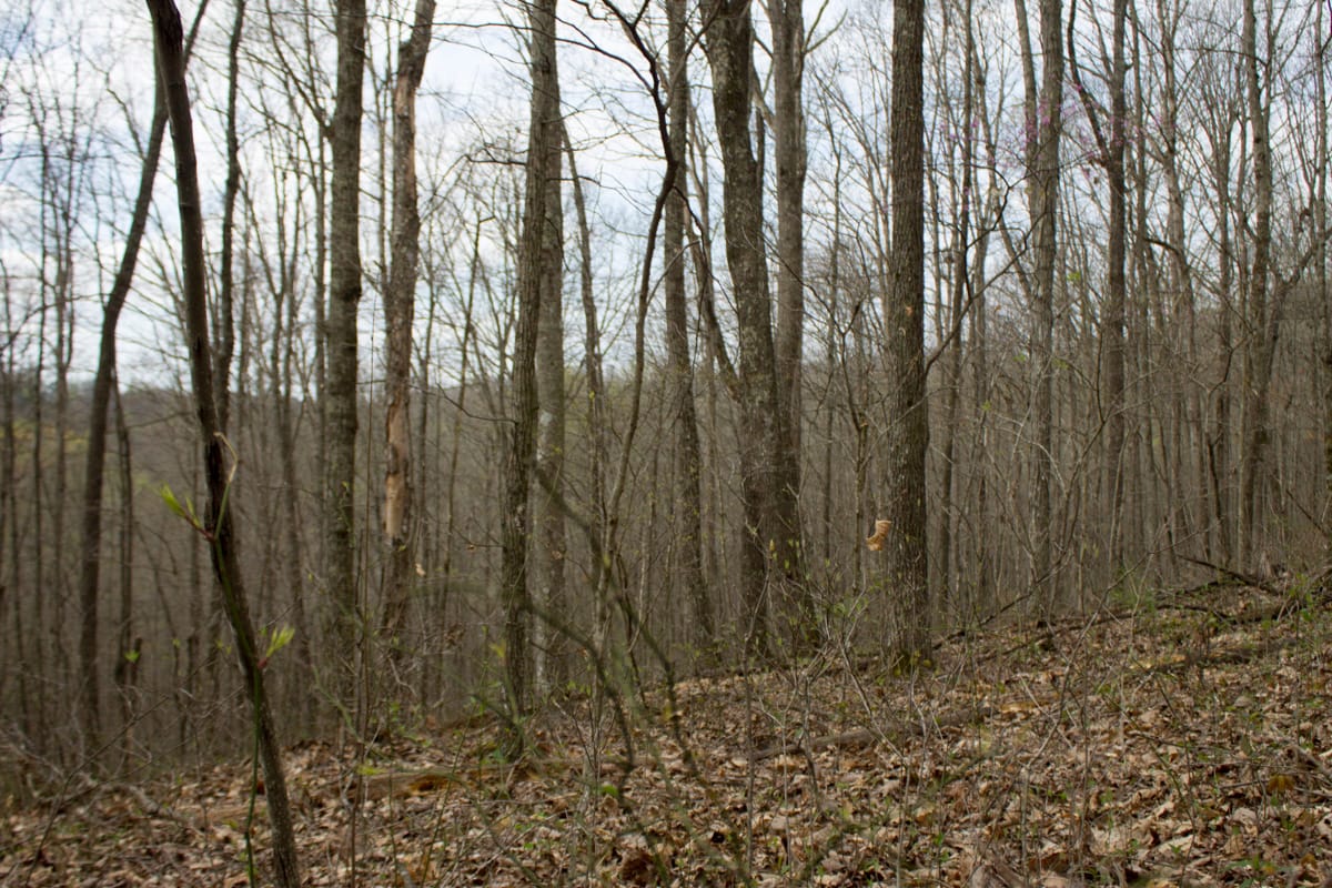 Chestnut Oak Ridge Tract 13 photo 9