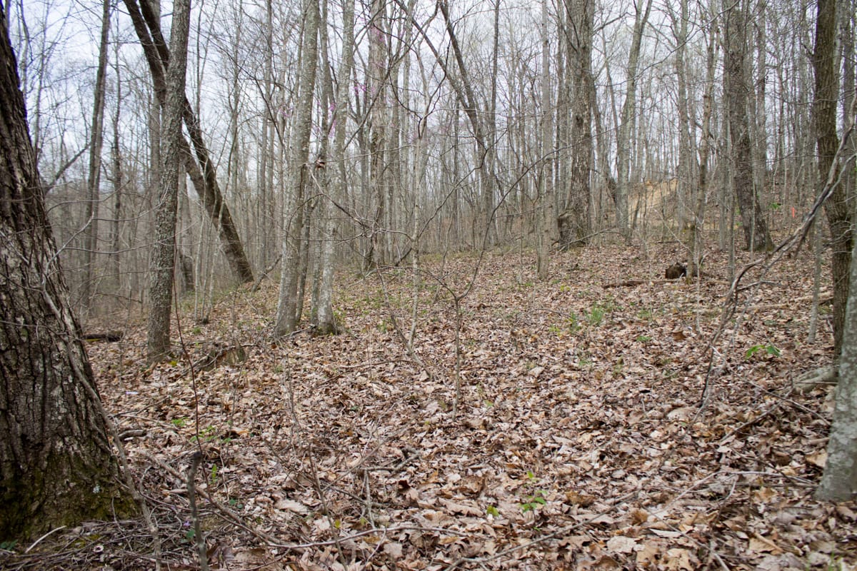 Chestnut Oak Ridge Tract 13 photo 10
