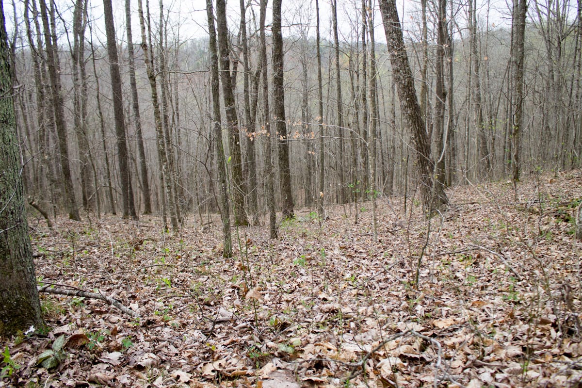 Chestnut Oak Ridge Tract 13 photo 11