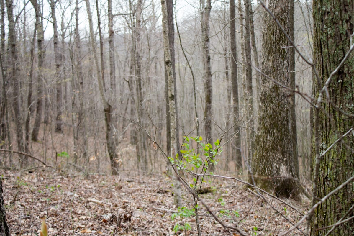 Chestnut Oak Ridge Tract 13 photo 12