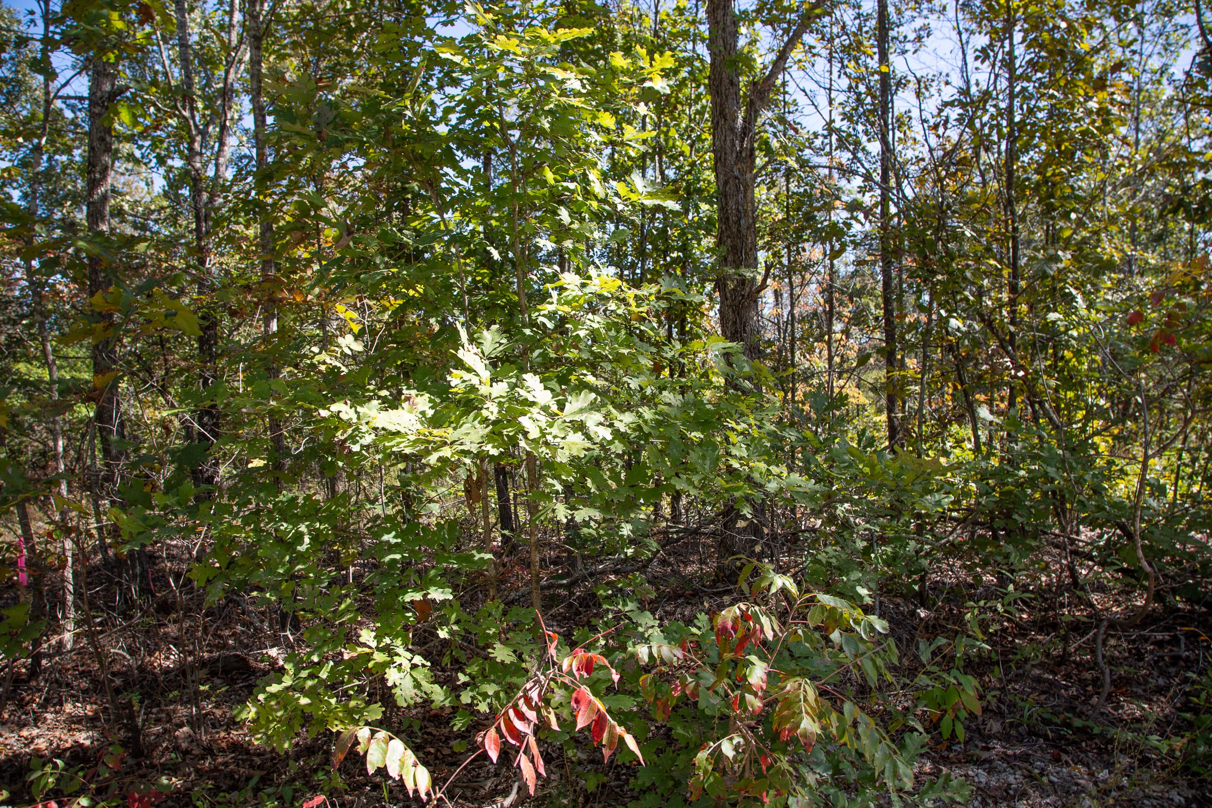 Borgmann’s Hollow Phase III Tract 92 photo 2