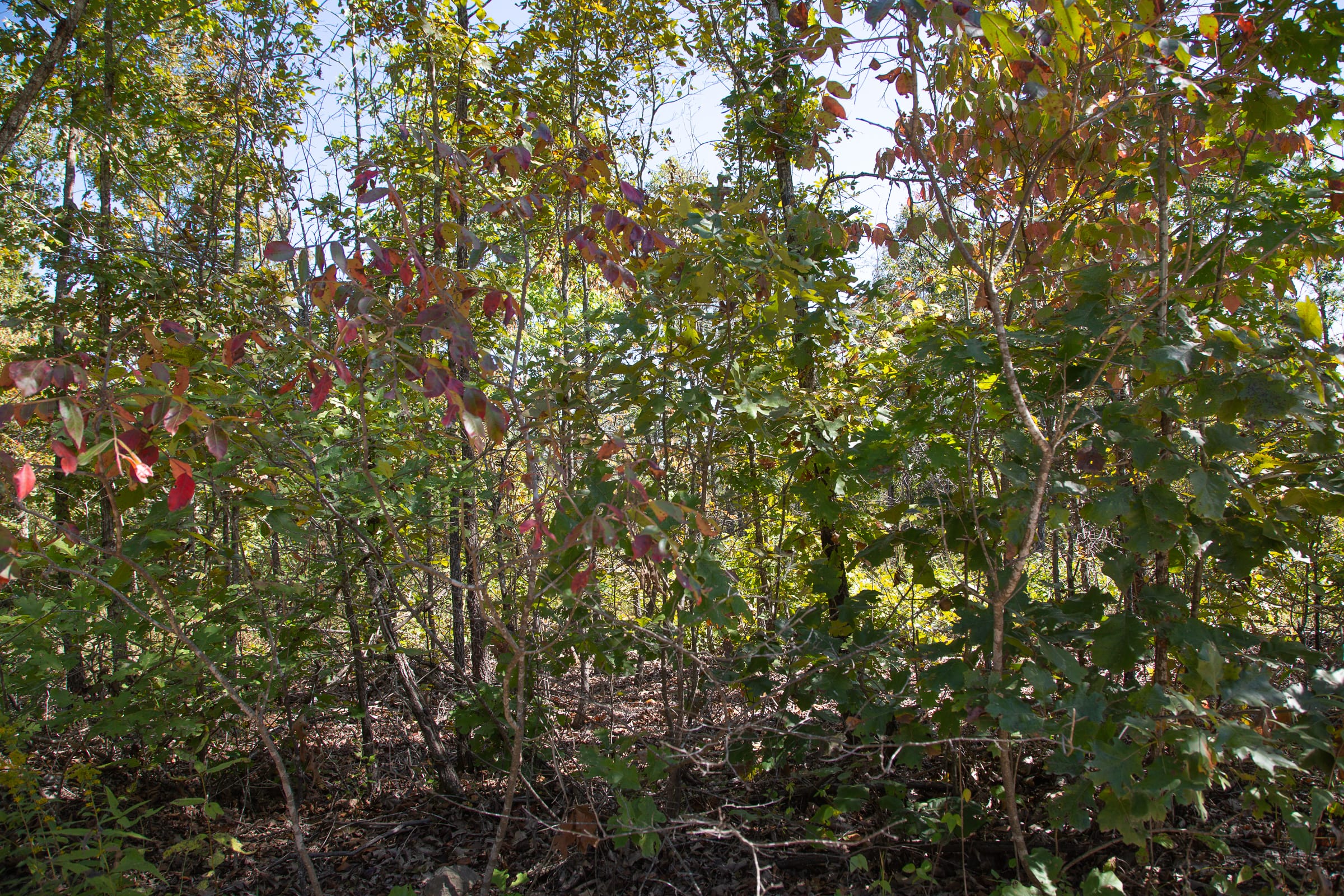 Borgmann’s Hollow Phase III Tract 92 photo 3