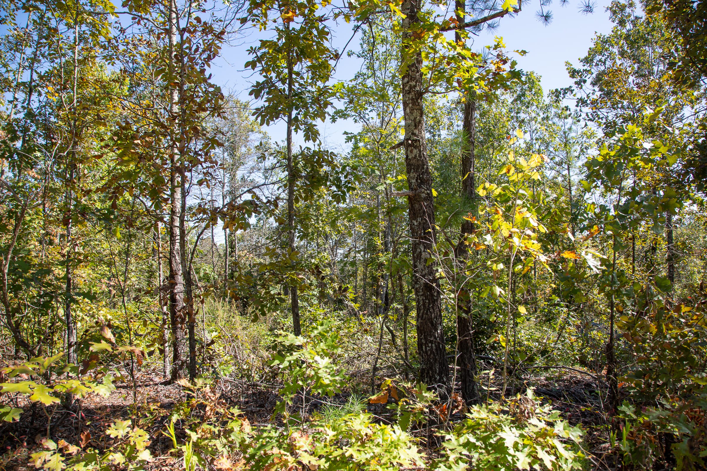 Borgmann’s Hollow Phase III Tract 92 photo 4