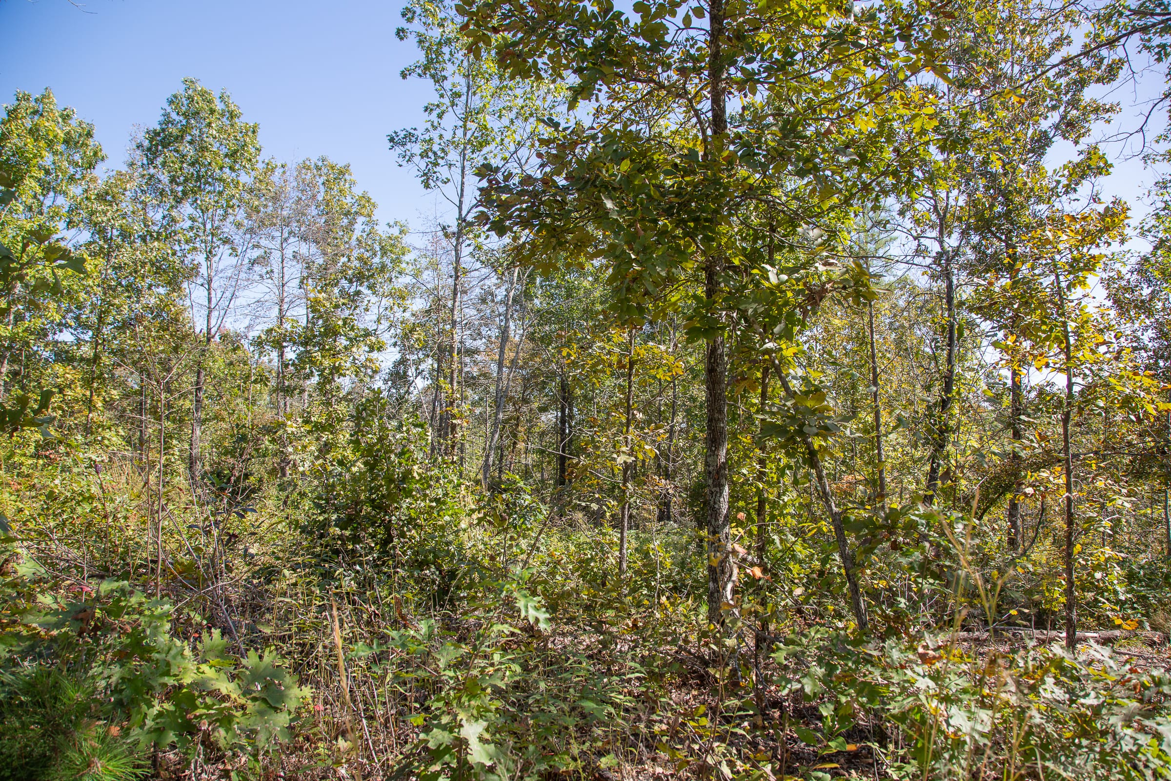 Borgmann’s Hollow Phase III Tract 92 photo 5
