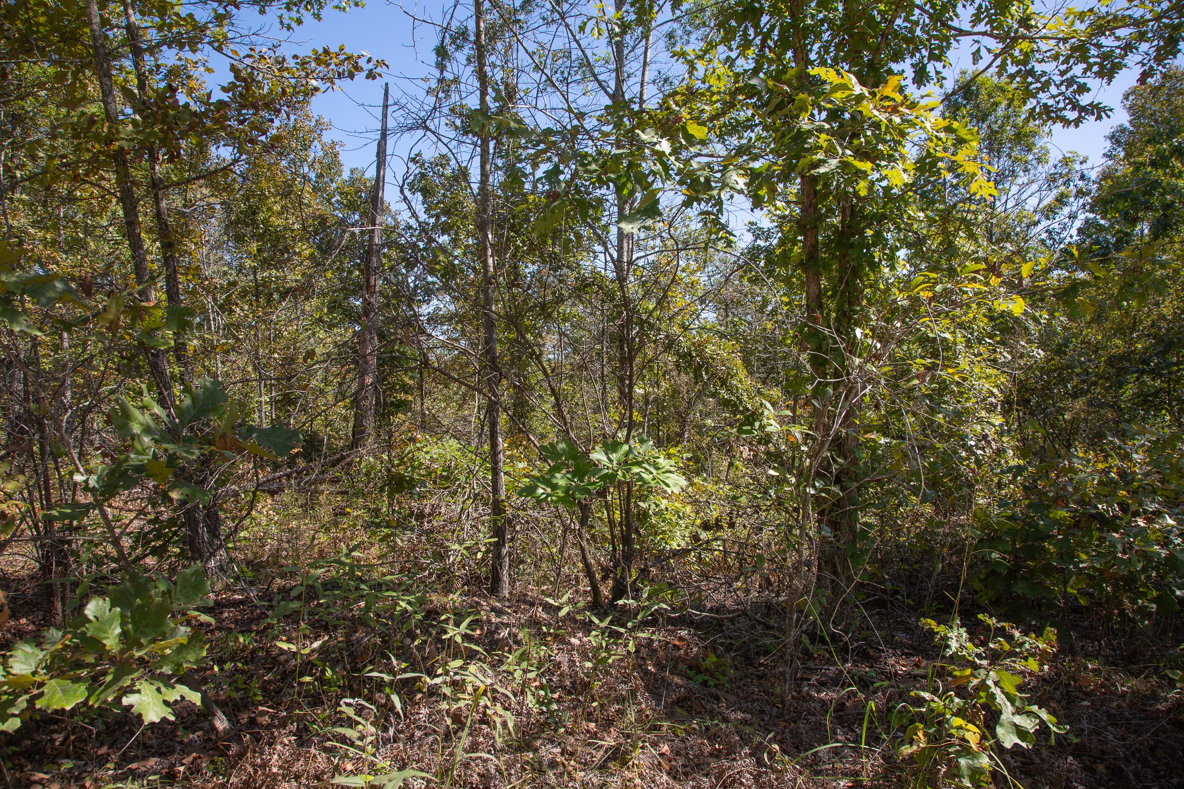 Borgmann’s Hollow Phase III Tract 92 photo 9
