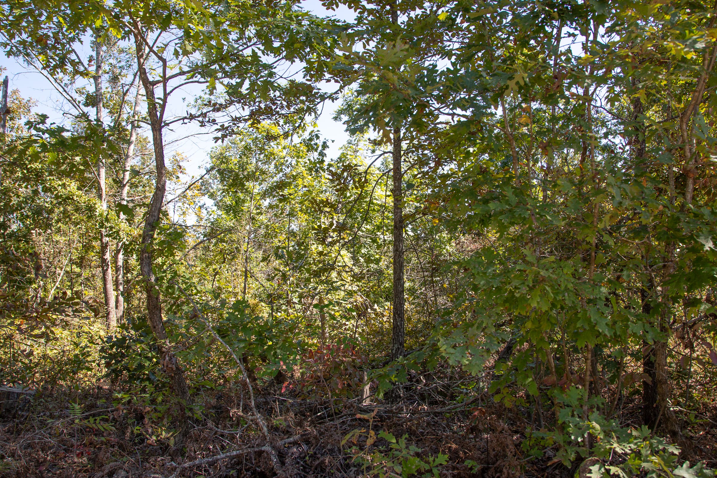 Borgmann’s Hollow Phase III Tract 92 photo 10