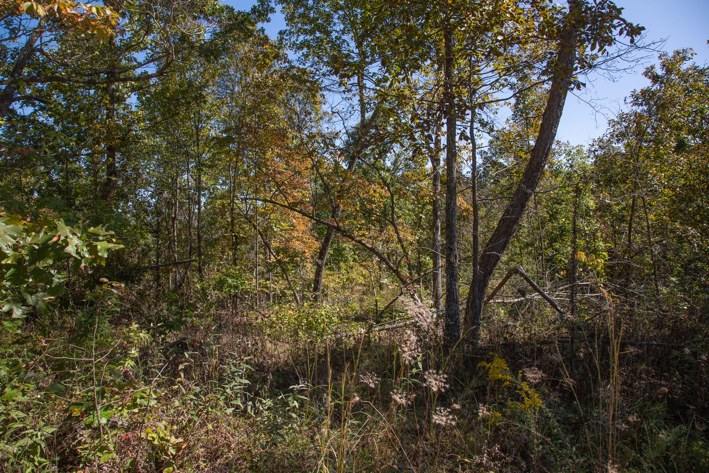 Borgmann’s Hollow Phase III Tract 92 photo 11