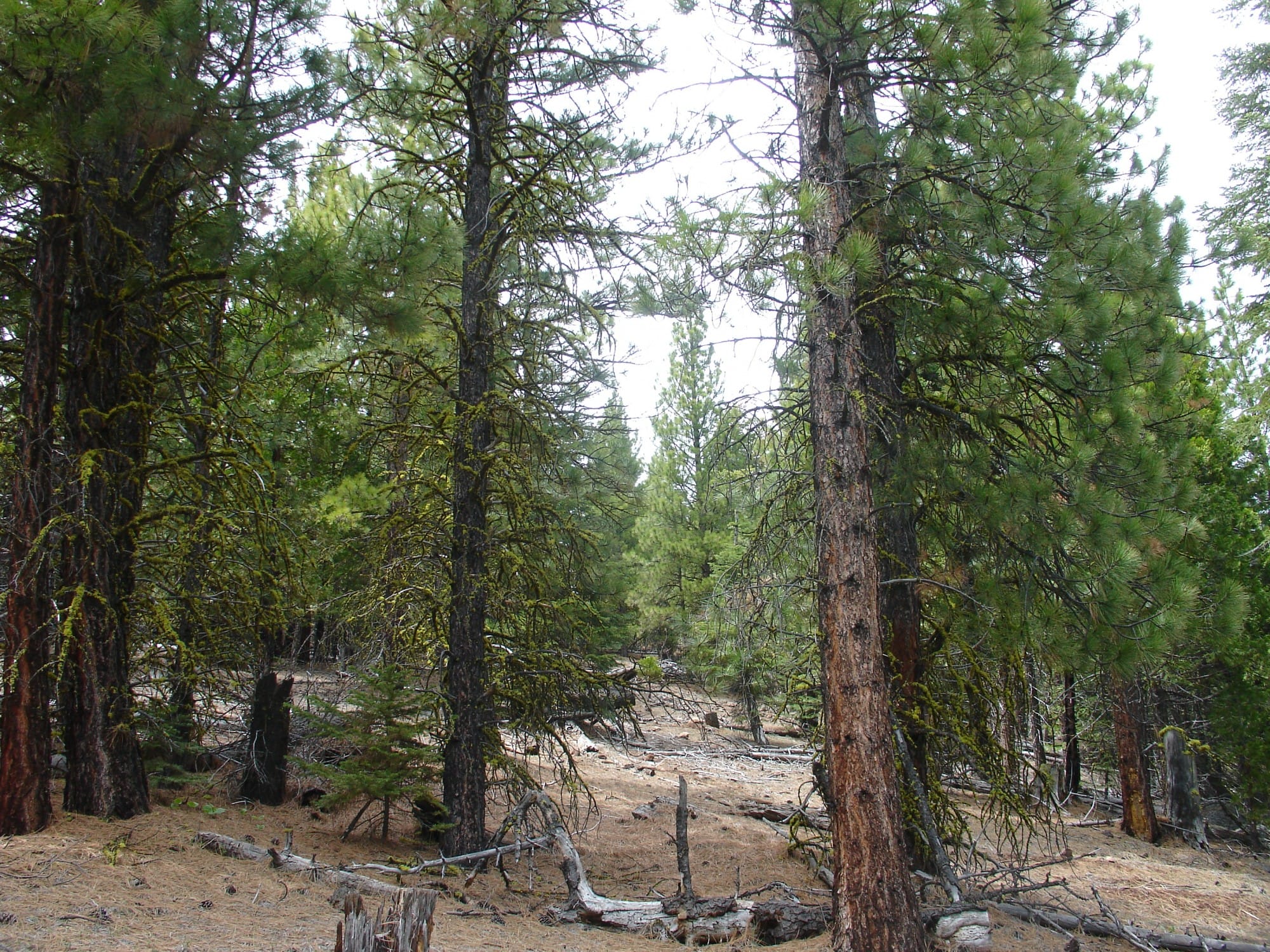 California Pines Tract 20 photo 1